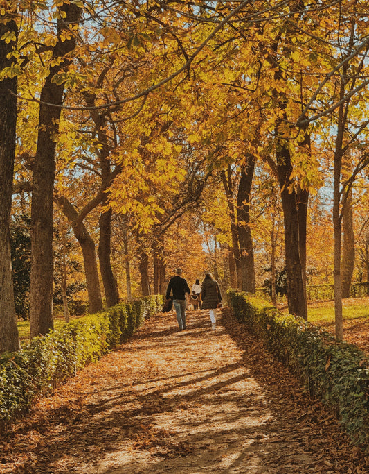 Tunnel in the Perspective: Autumn in Spain