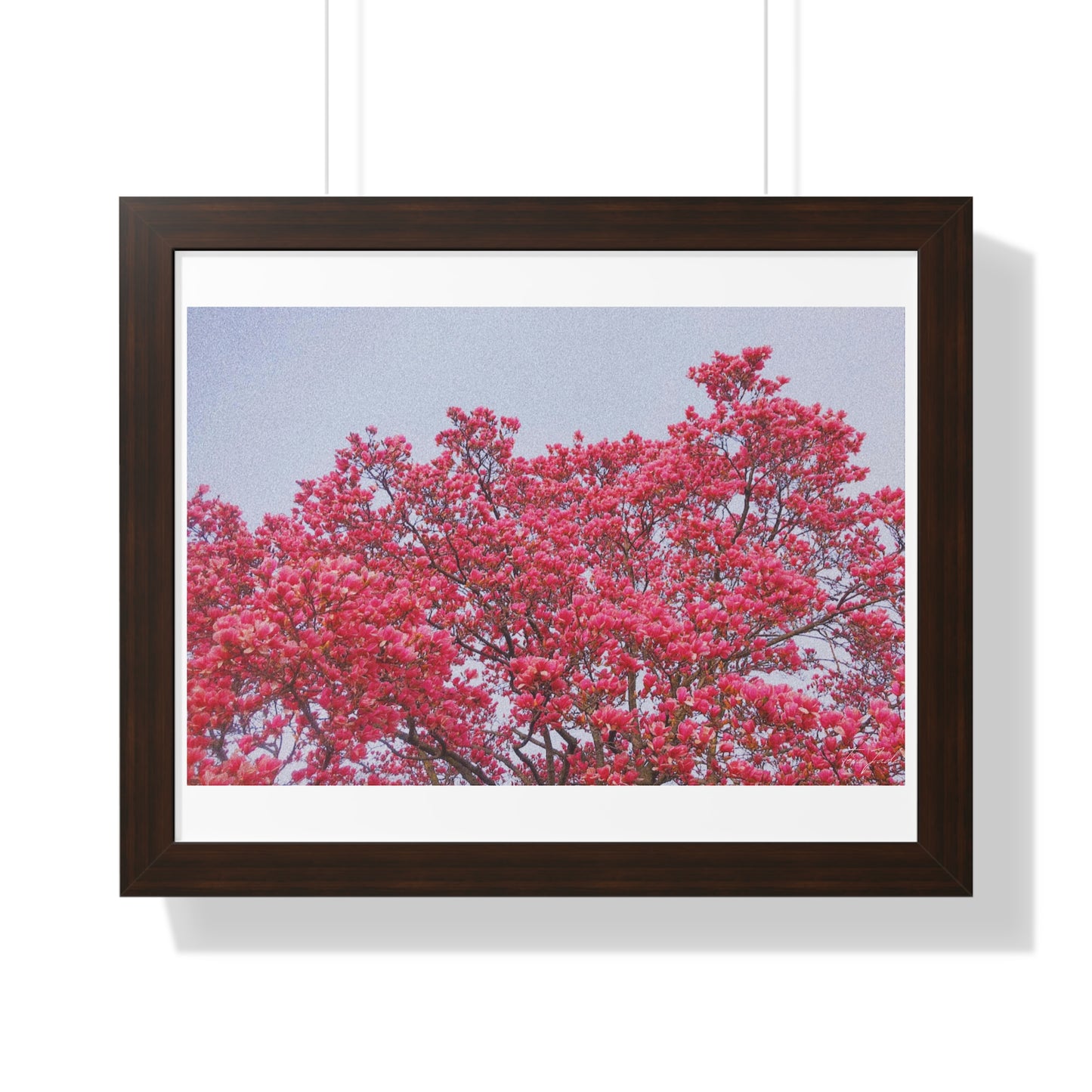 Blooming Pink - Framed Horizontal Poster