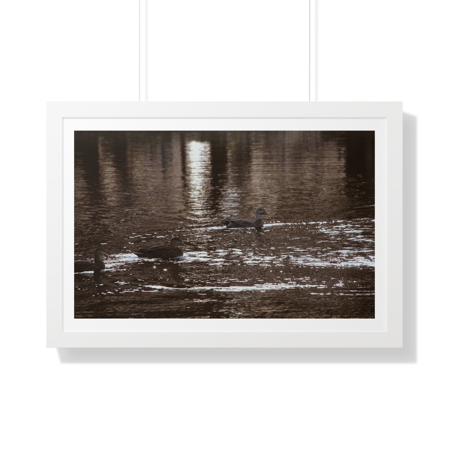 Ducks in a Pond - Framed Horizontal Poster