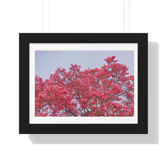 Blooming Pink - Framed Horizontal Poster