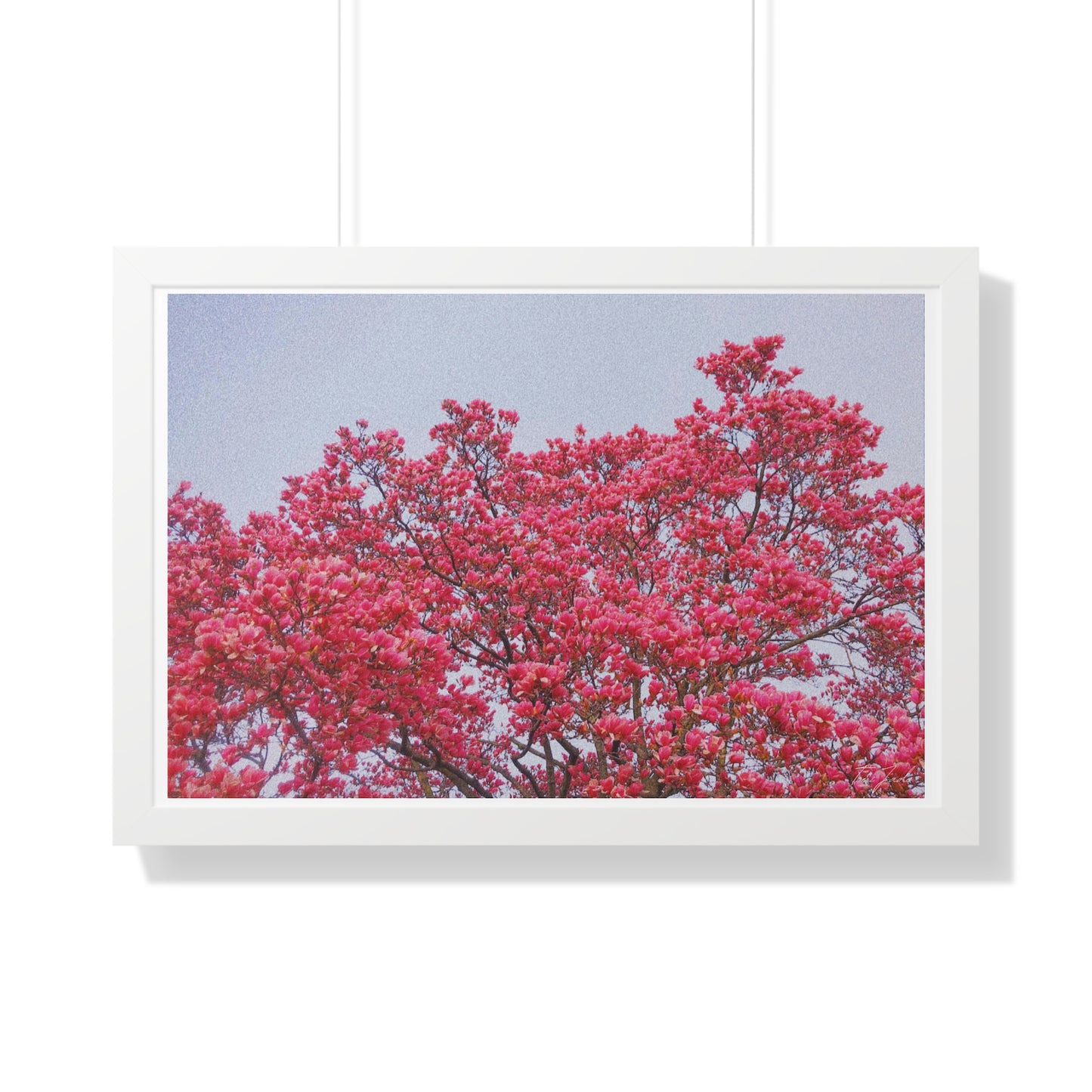 Blooming Pink - Framed Horizontal Poster