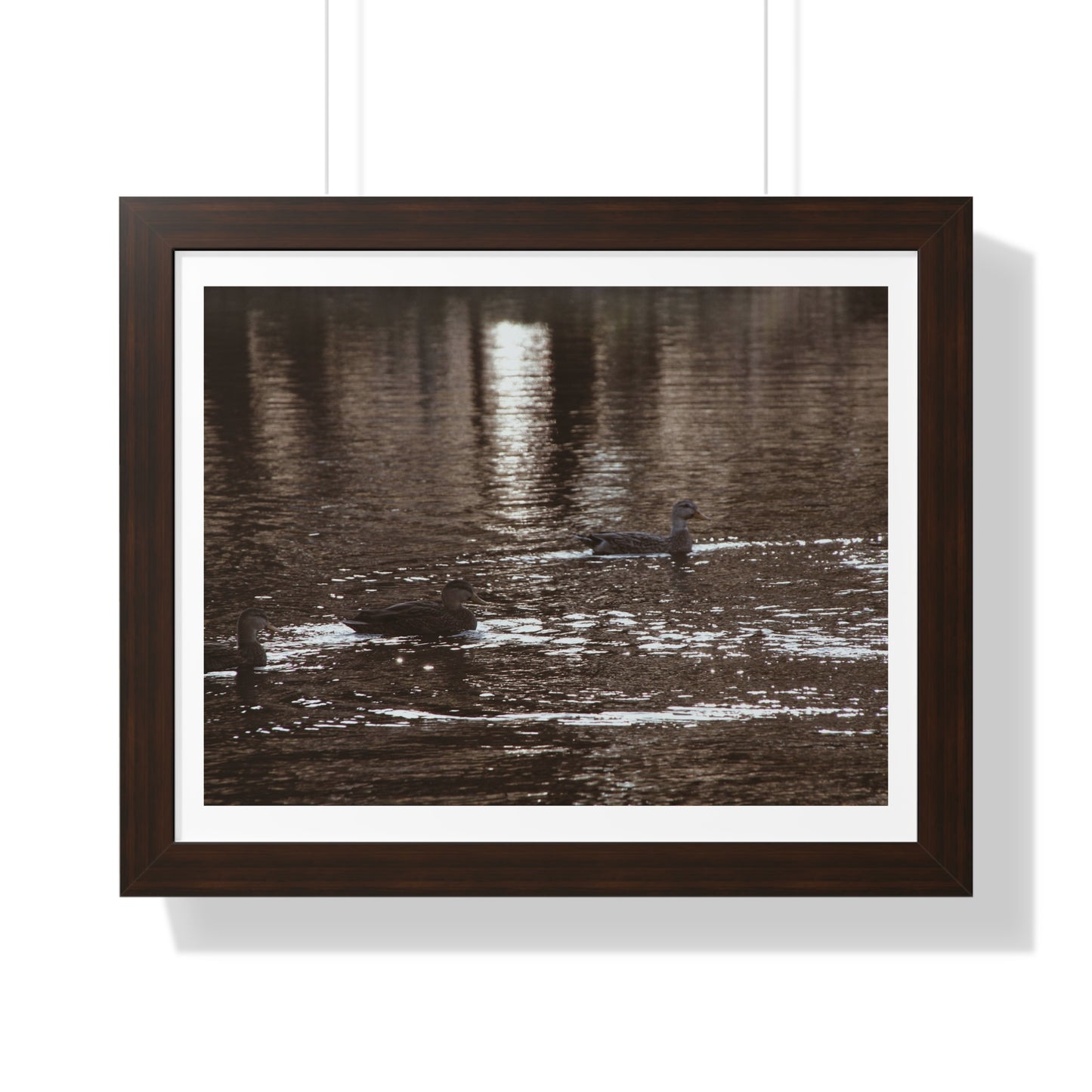 Ducks in a Pond - Framed Horizontal Poster