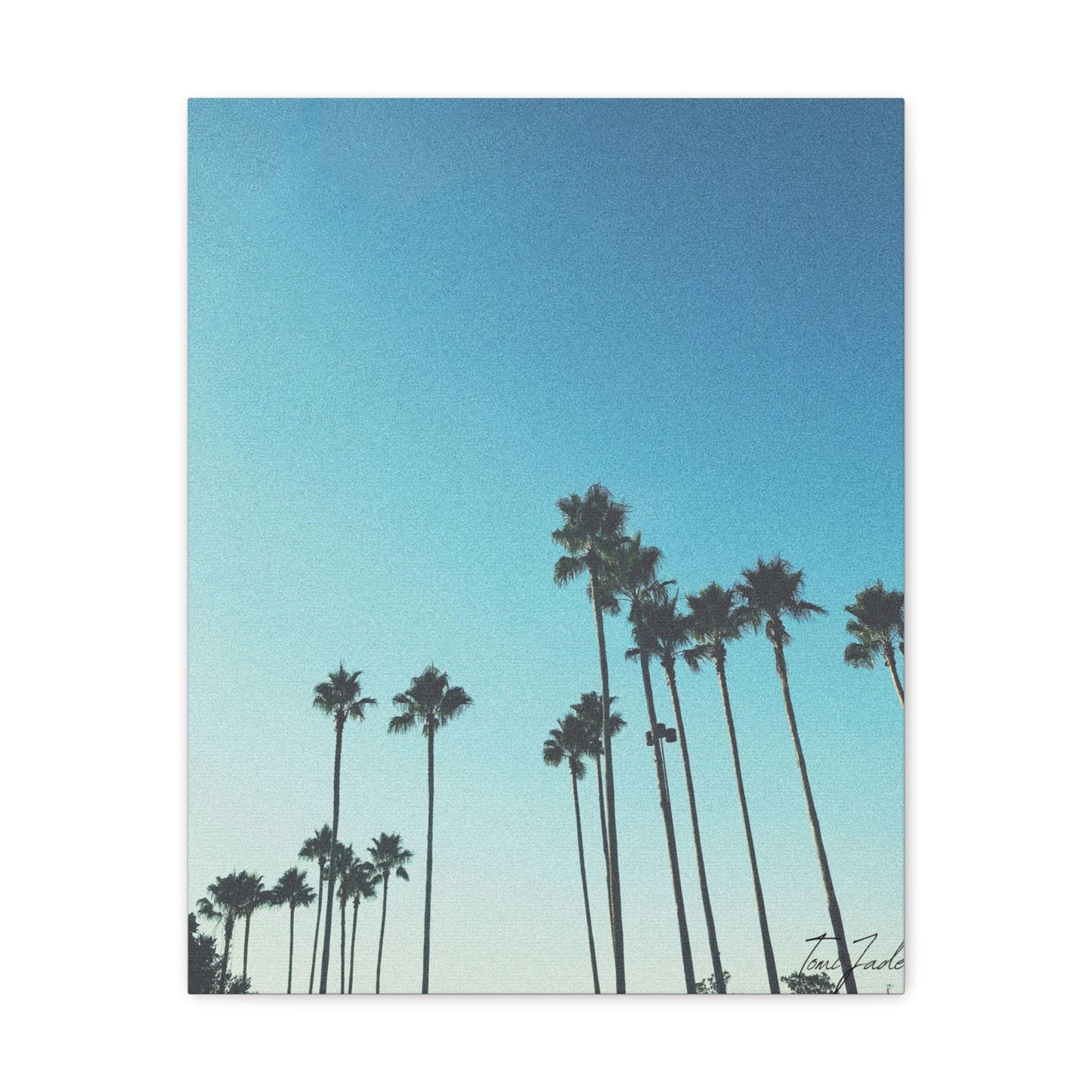 Palm Paradise - Canvas Gallery Wraps