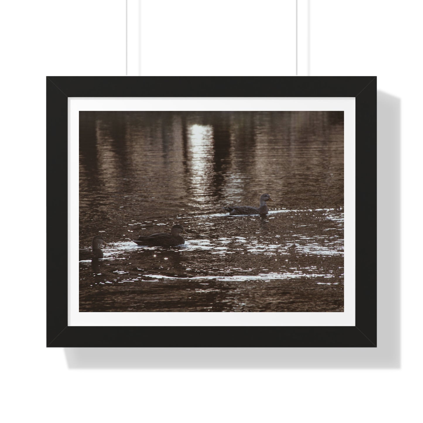 Ducks in a Pond - Framed Horizontal Poster