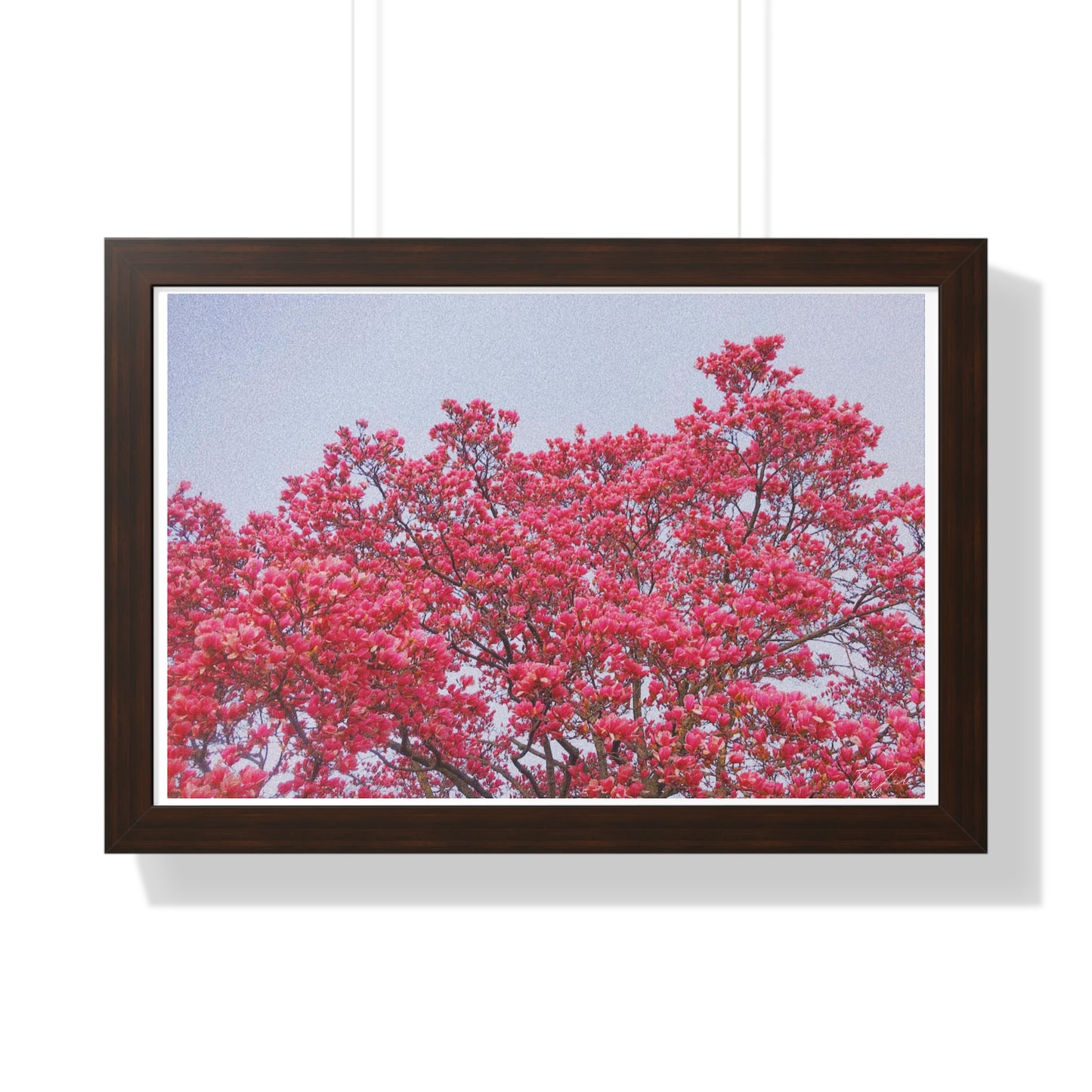 Blooming Pink - Framed Horizontal Poster