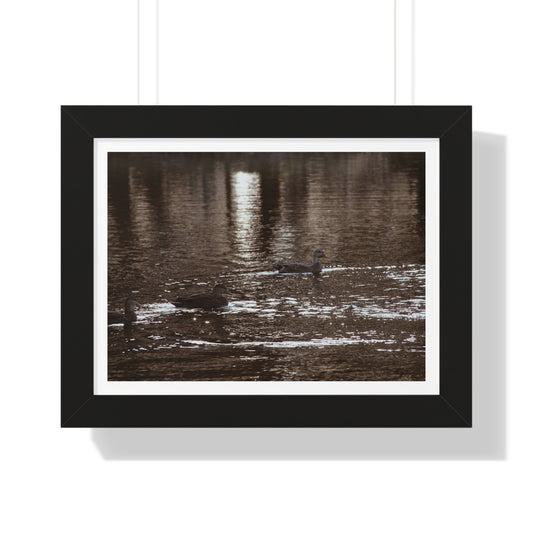 Ducks in a Pond - Framed Horizontal Poster