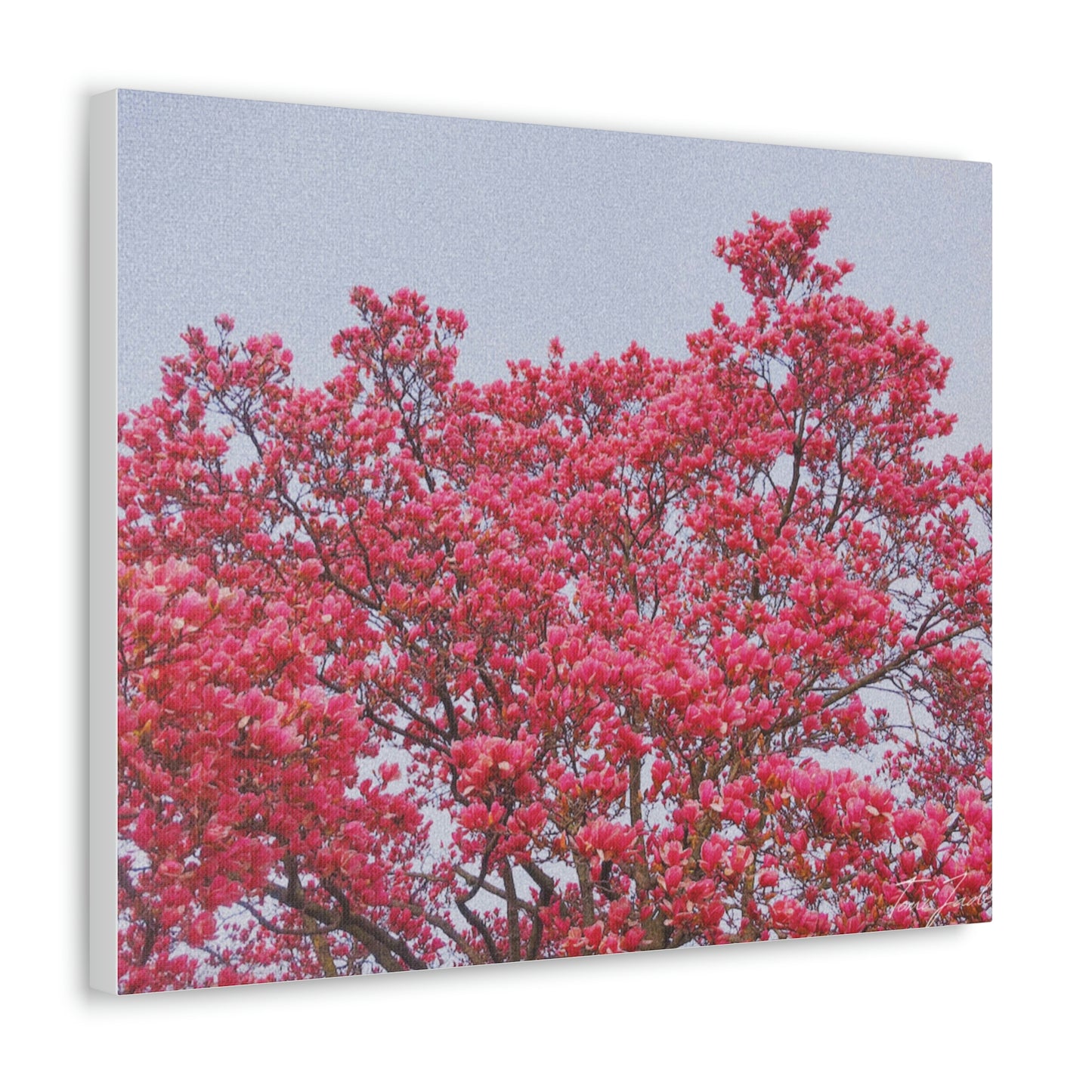 Blooming Pink - Canvas Gallery Wraps - TomiJadePhotos