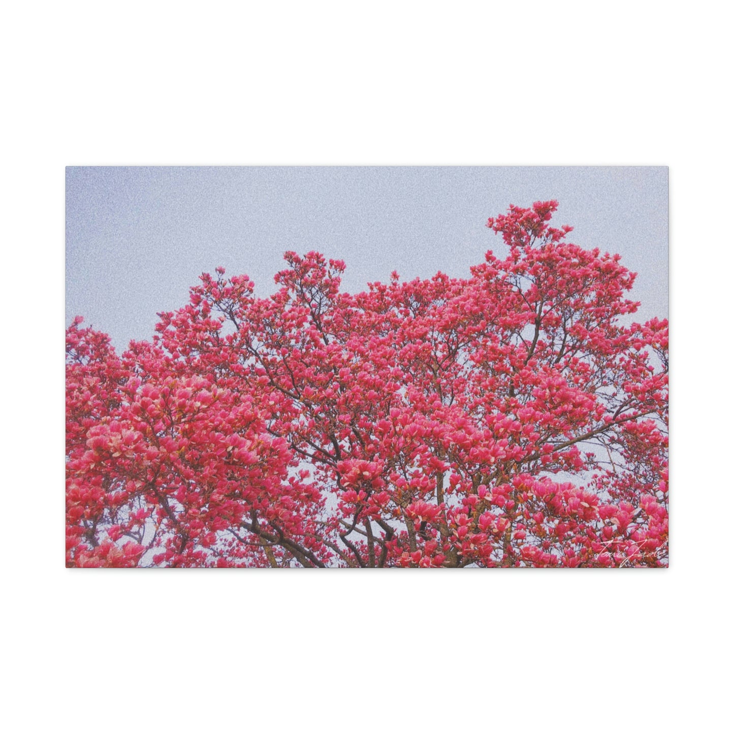 Blooming Pink - Canvas Gallery Wraps - TomiJadePhotos