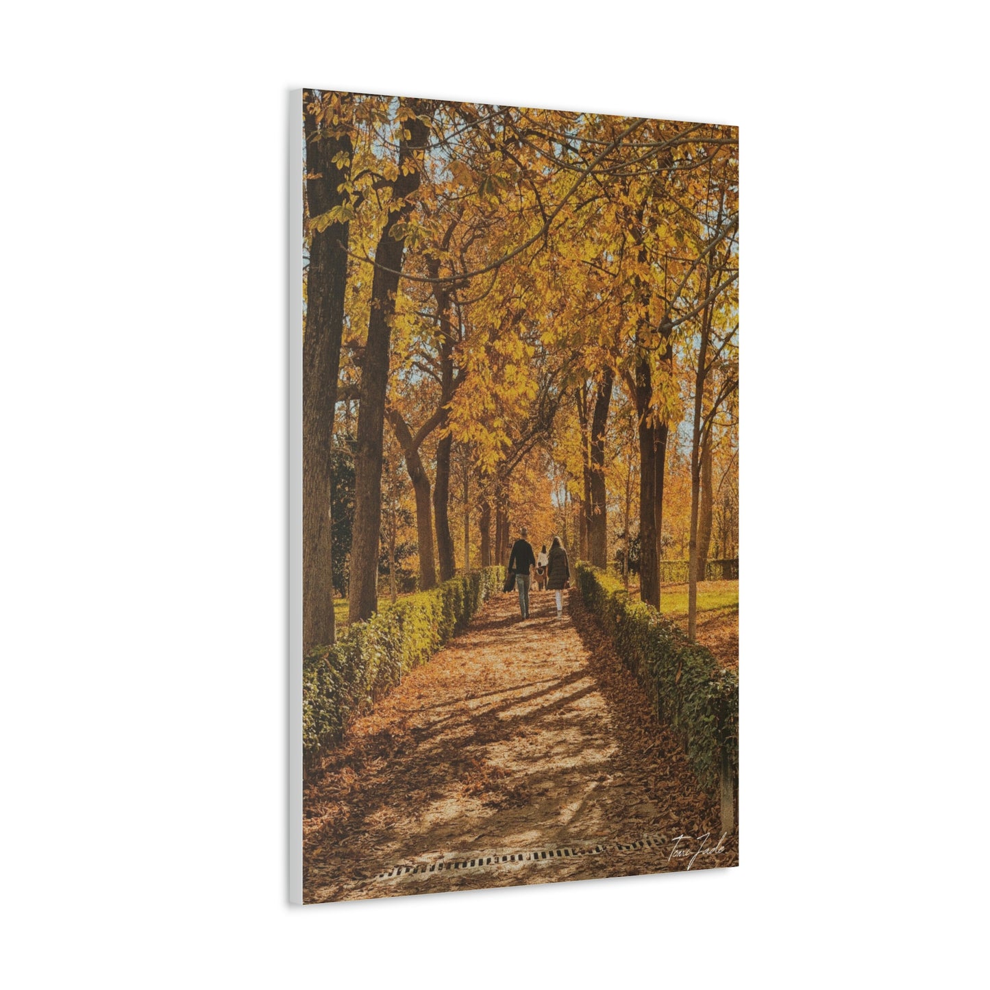 Autumn in Spain  - Canvas Gallery Wraps - TomiJadePhotos