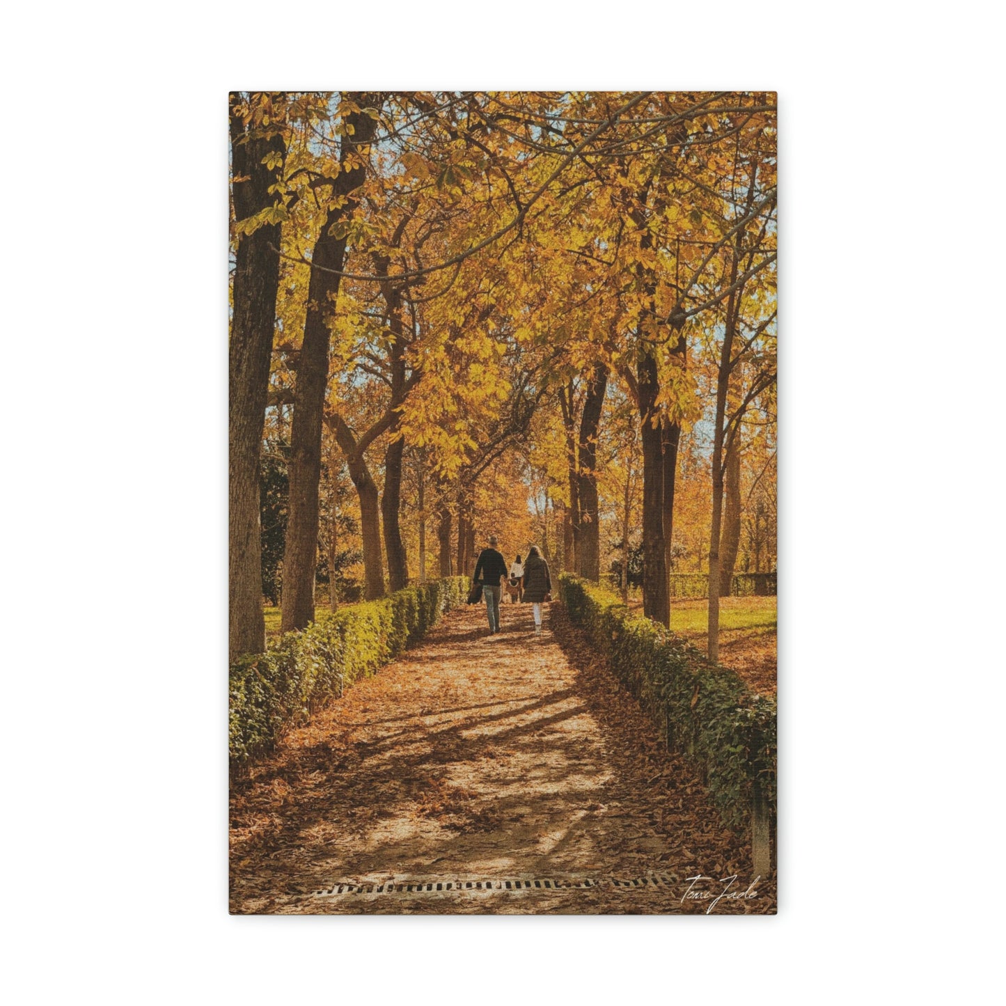 Our fall wall art in Spain is very colorful and vibrant. A couple is walking on the park trail with other families in front, the bright yellow leaves surrounding them. This canvas is a size 12 x 18. 