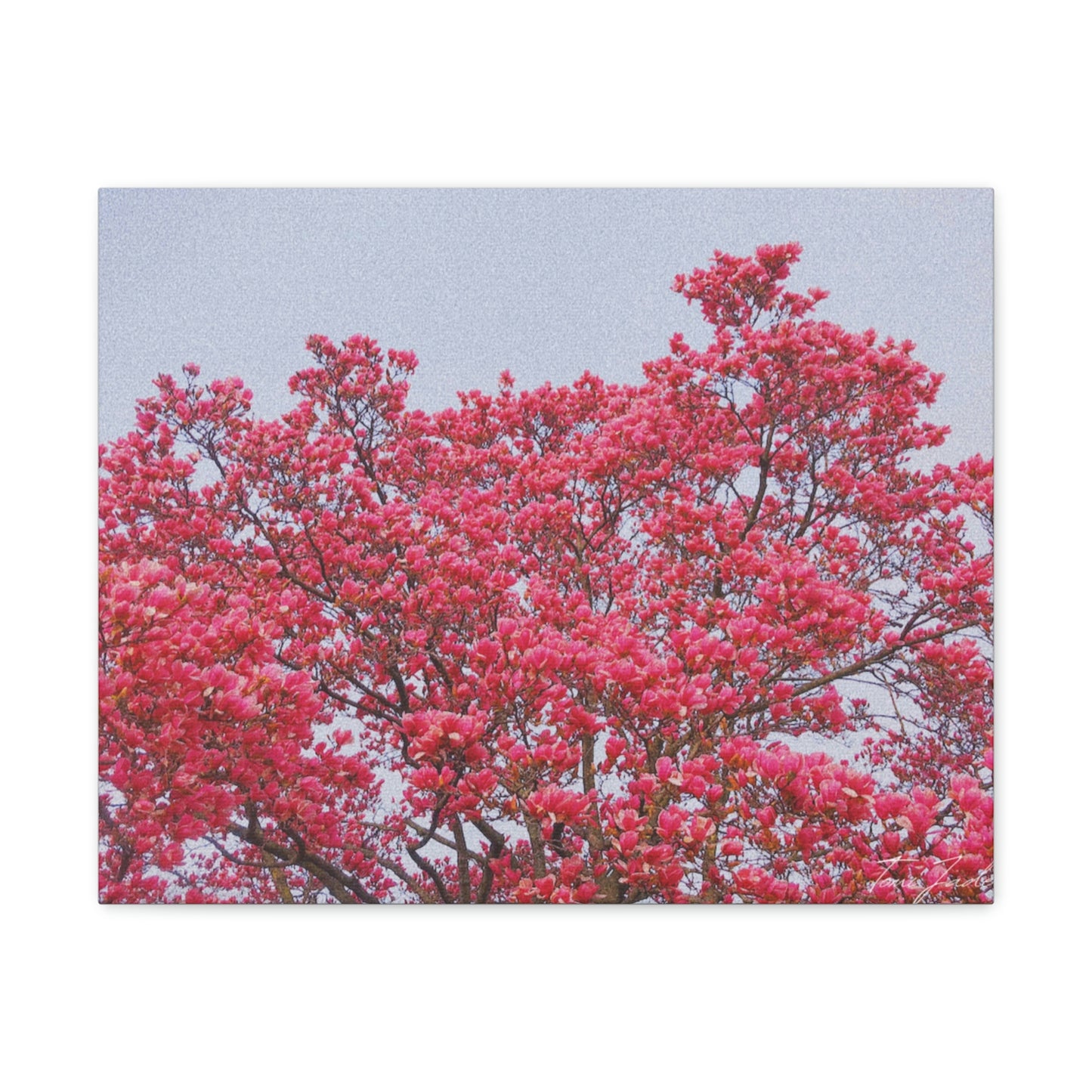 Blooming Pink - Canvas Gallery Wraps - TomiJadePhotos