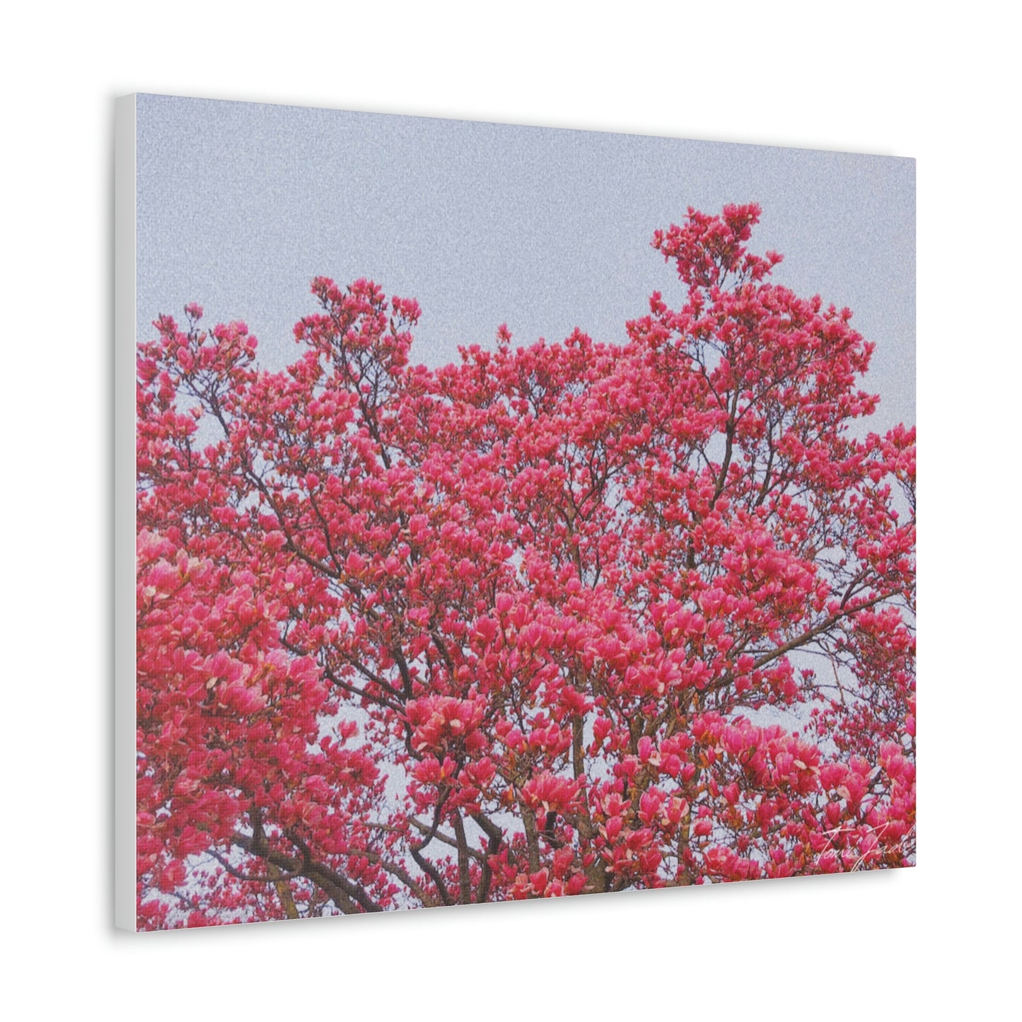 Blooming Pink - Canvas Gallery Wraps - TomiJadePhotos