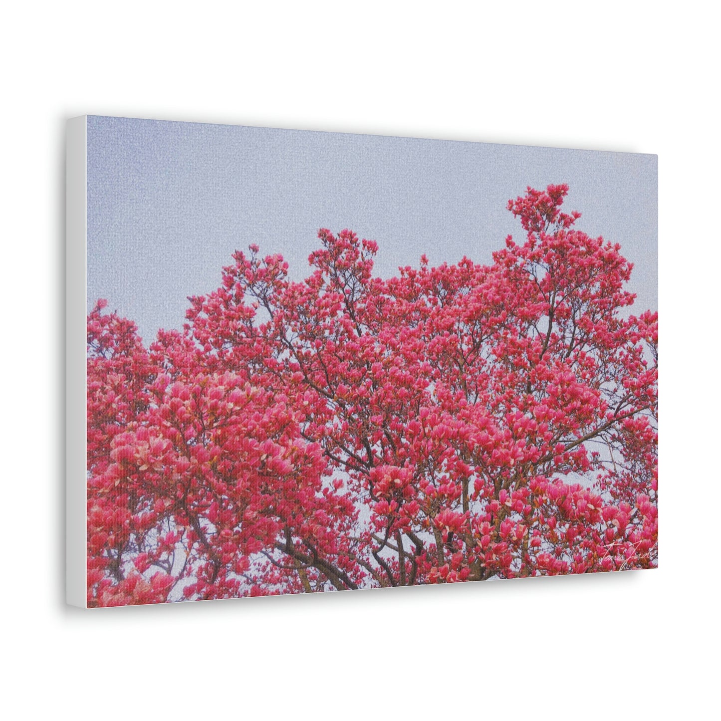 Blooming Pink - Canvas Gallery Wraps - TomiJadePhotos