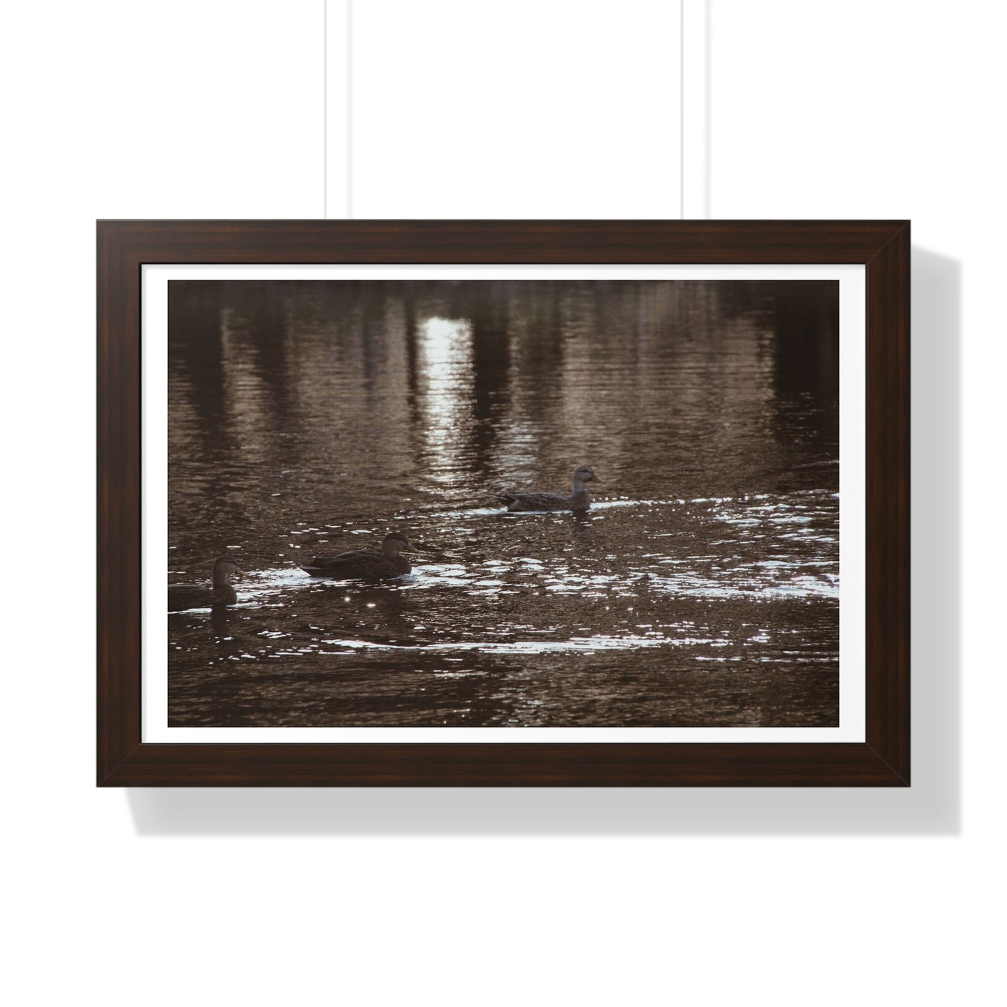 Ducks in a Pond - Framed Horizontal Poster