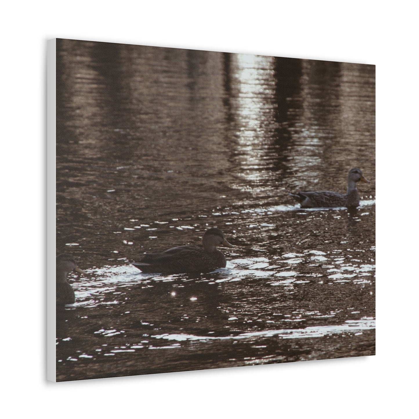 Ducks in a Pond - Canvas Gallery Wraps