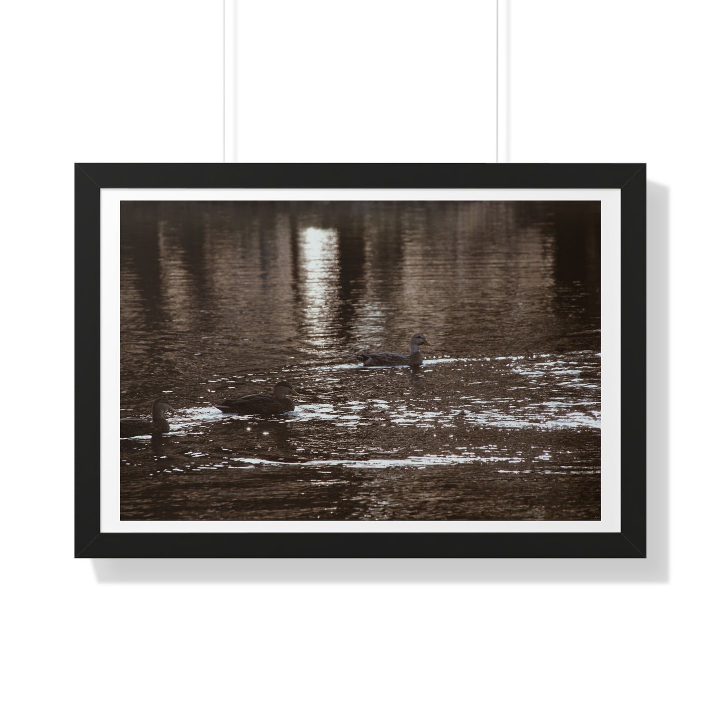 Ducks in a Pond - Framed Horizontal Poster