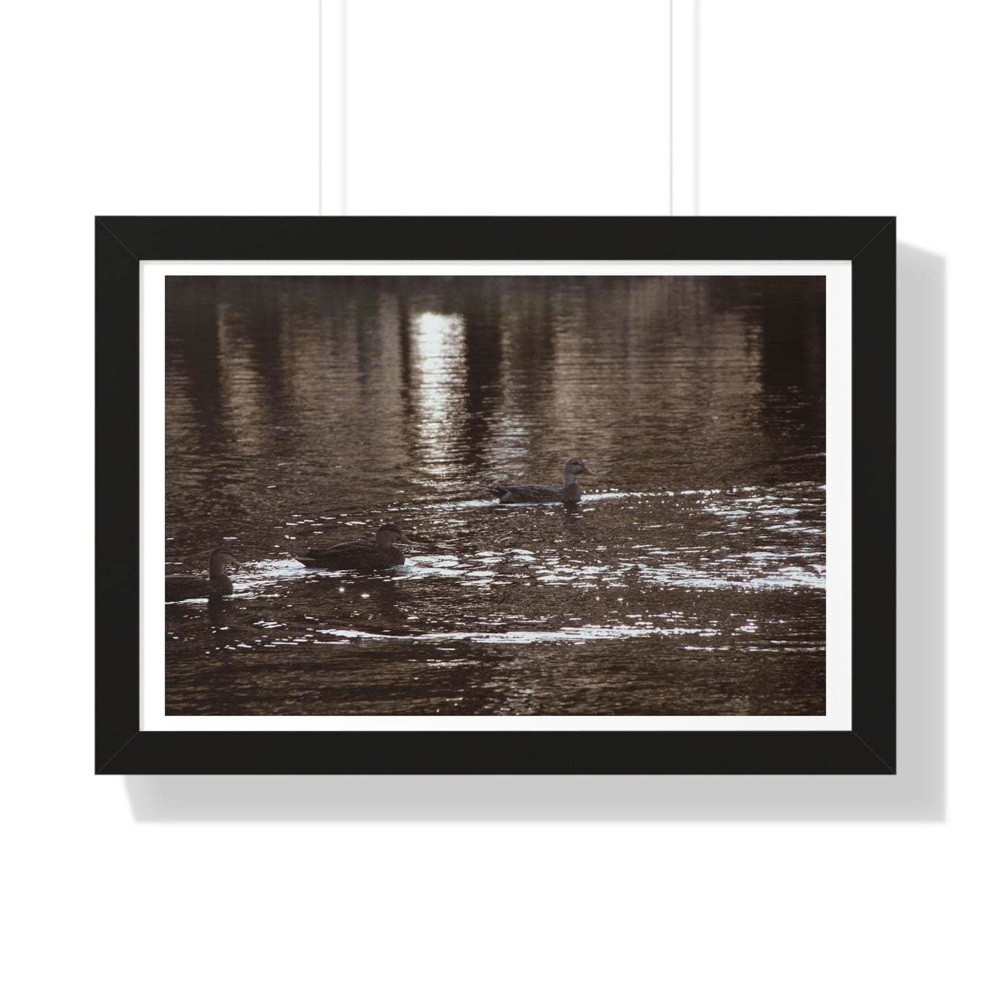 Ducks in a Pond - Framed Horizontal Poster