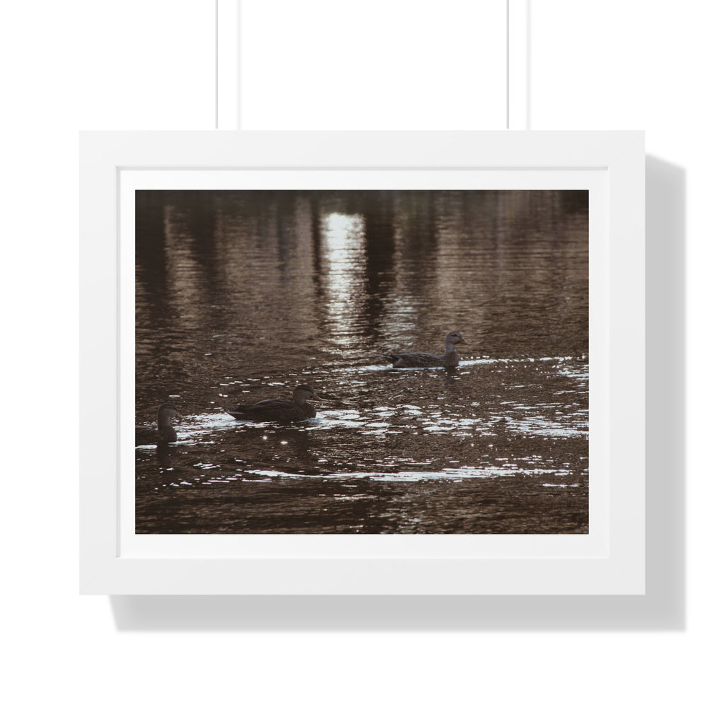 Ducks in a Pond - Framed Horizontal Poster