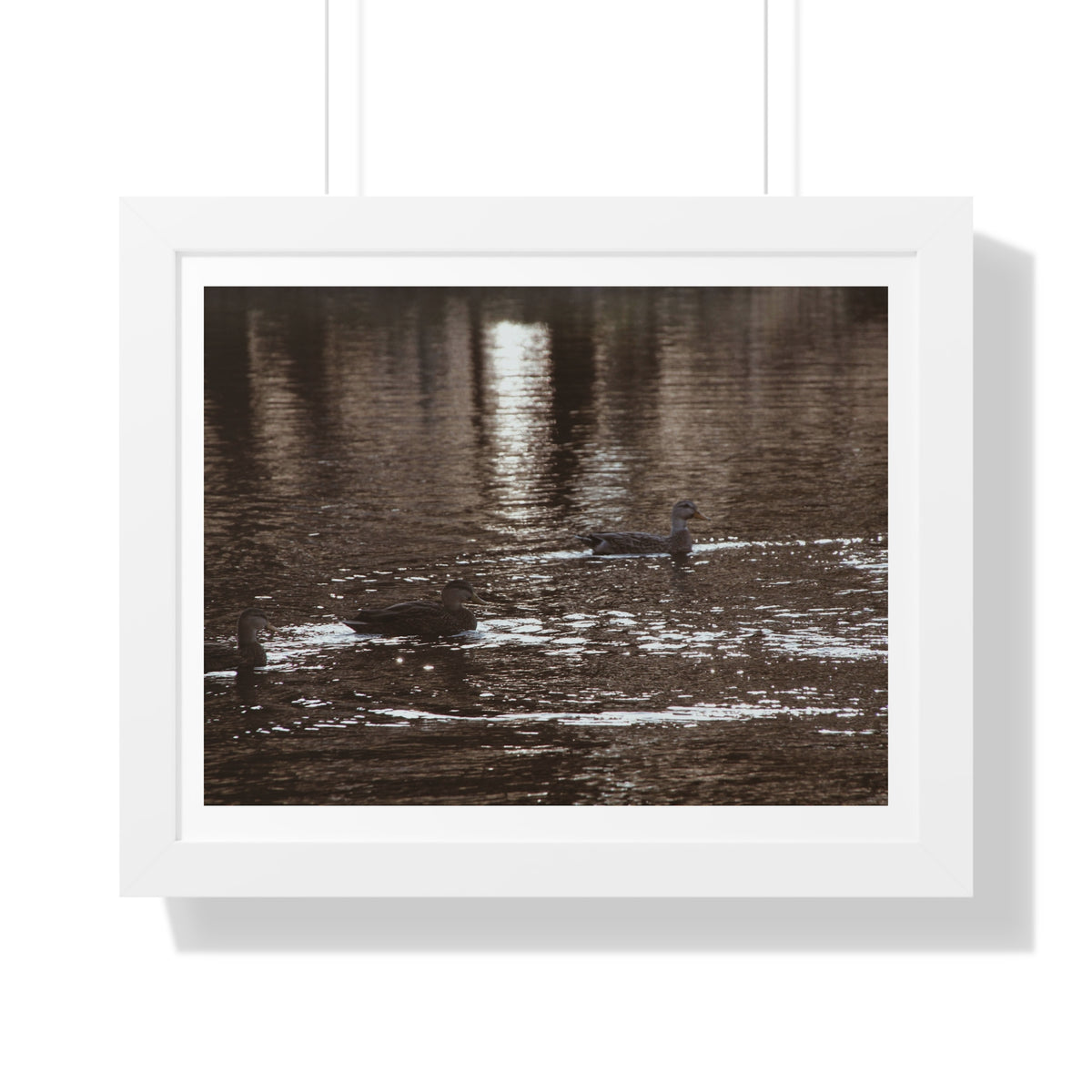 Ducks in a Pond - Framed Horizontal Poster