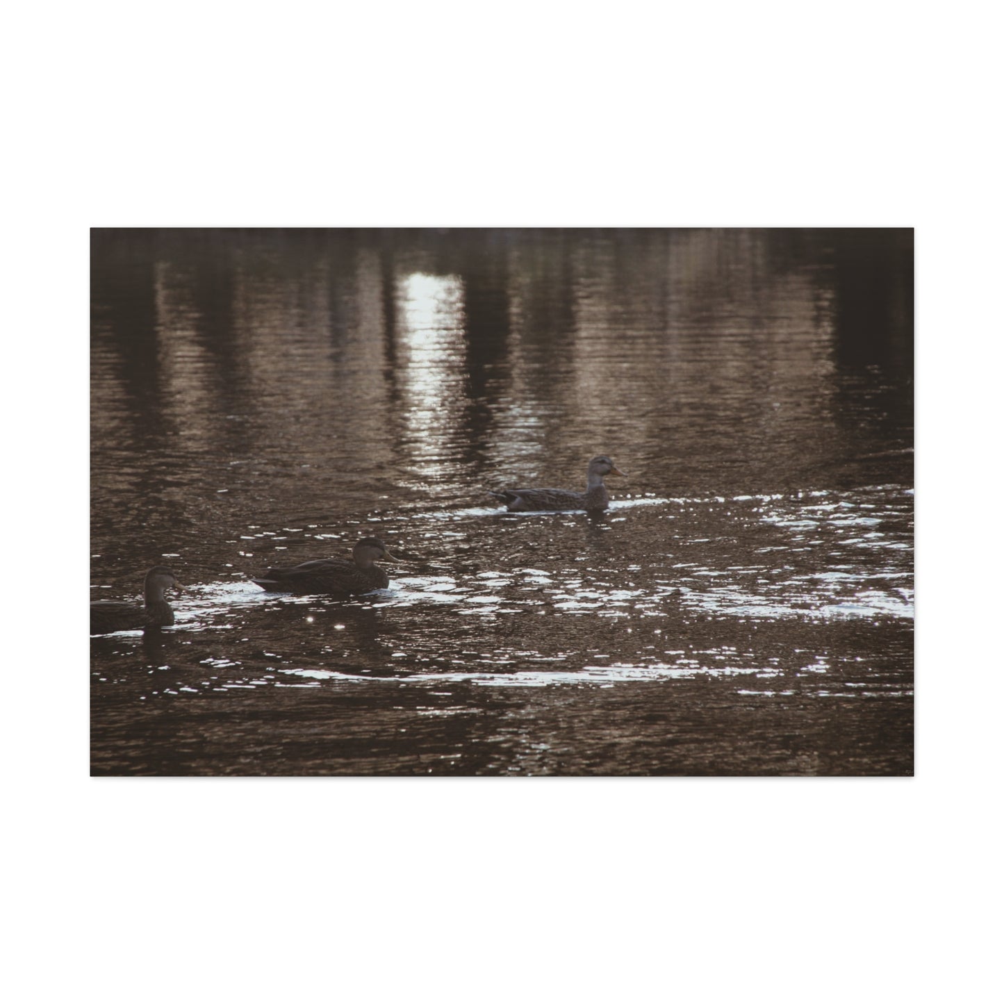 Ducks in a Pond - Canvas Gallery Wraps