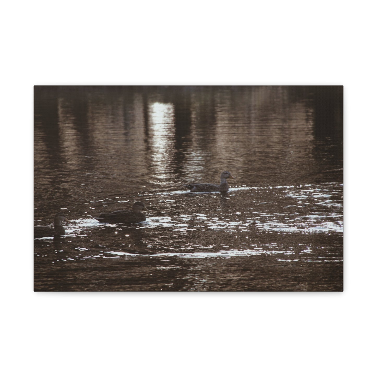 Ducks in a Pond - Canvas Gallery Wraps