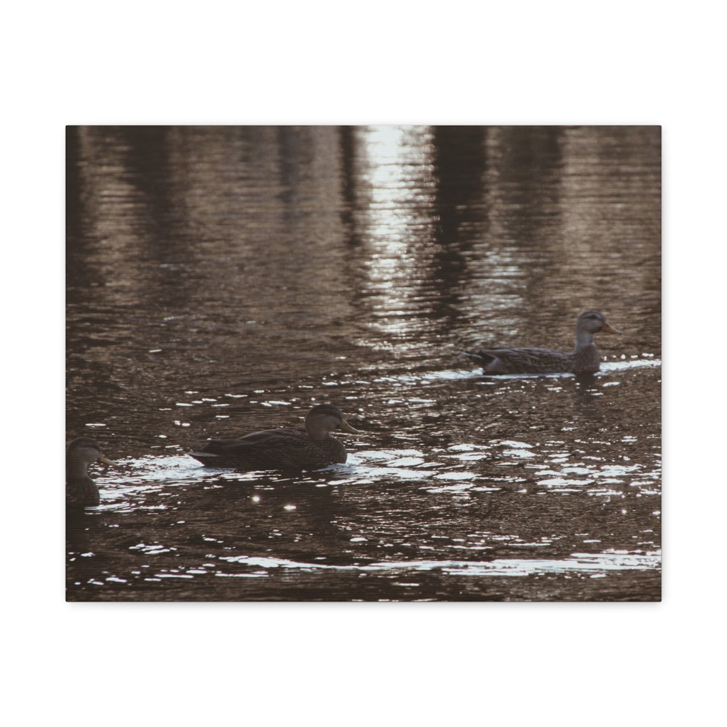 Ducks in a Pond - Canvas Gallery Wraps