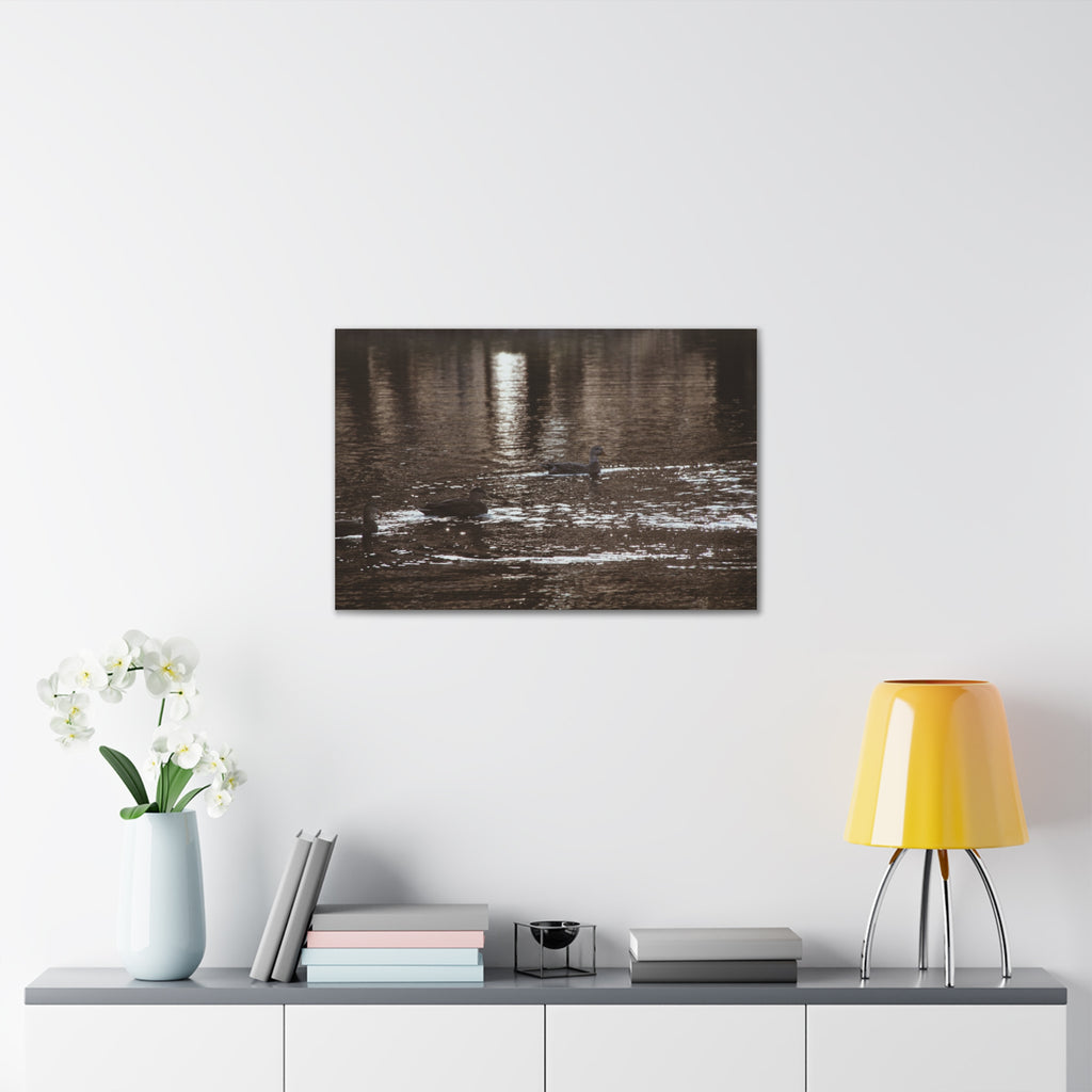 Ducks in a Pond - Canvas Gallery Wraps
