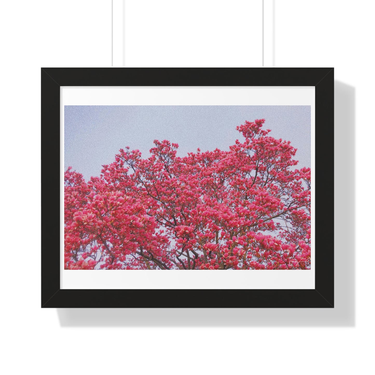 Blooming Pink - Framed Horizontal Poster