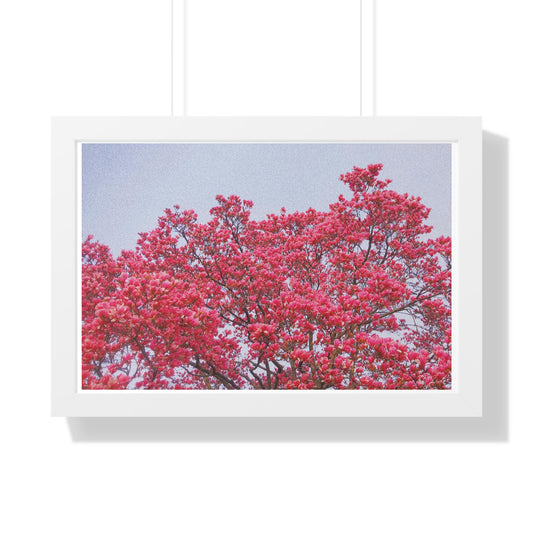 Blooming Pink - Framed Horizontal Poster