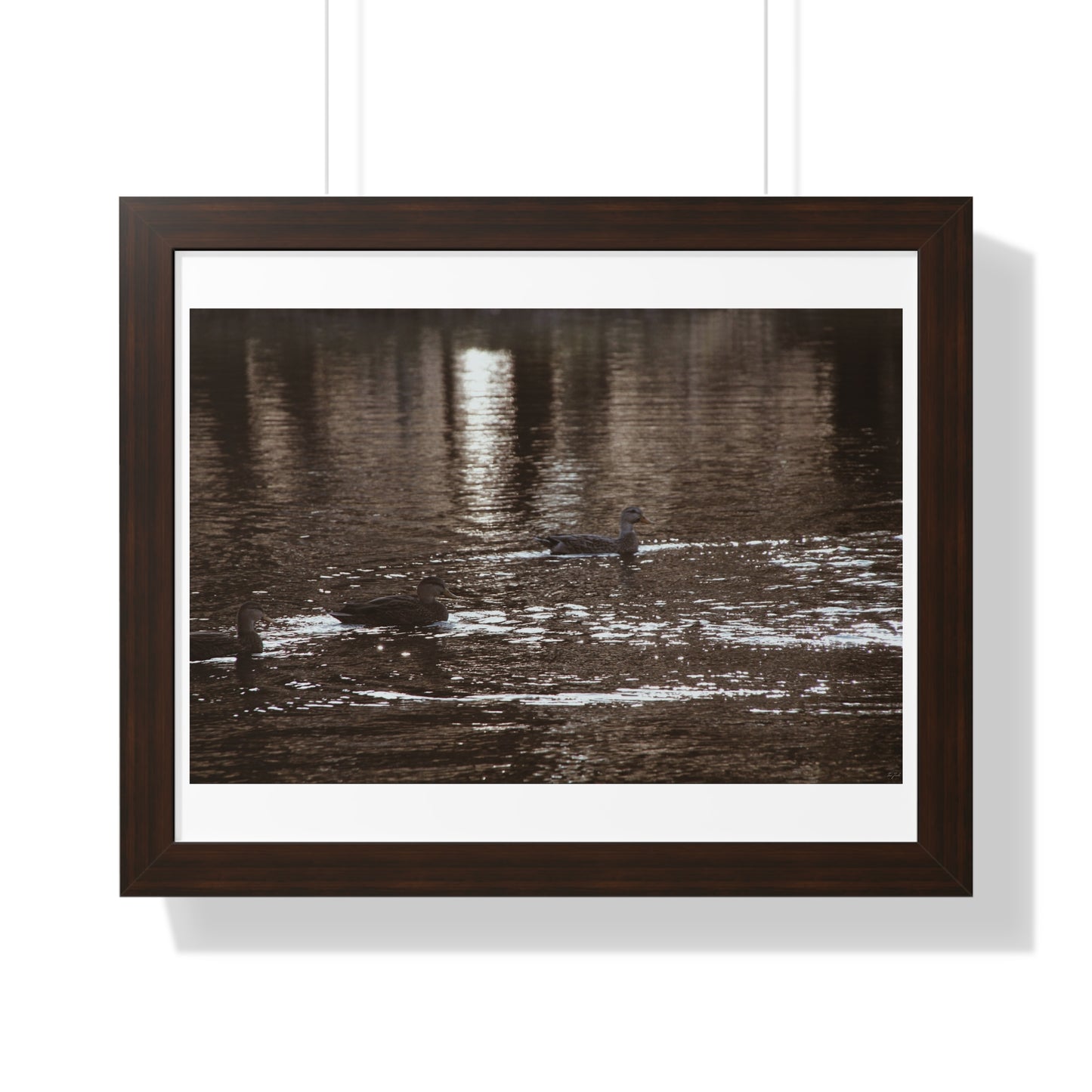 Ducks in a Pond - Framed Horizontal Poster