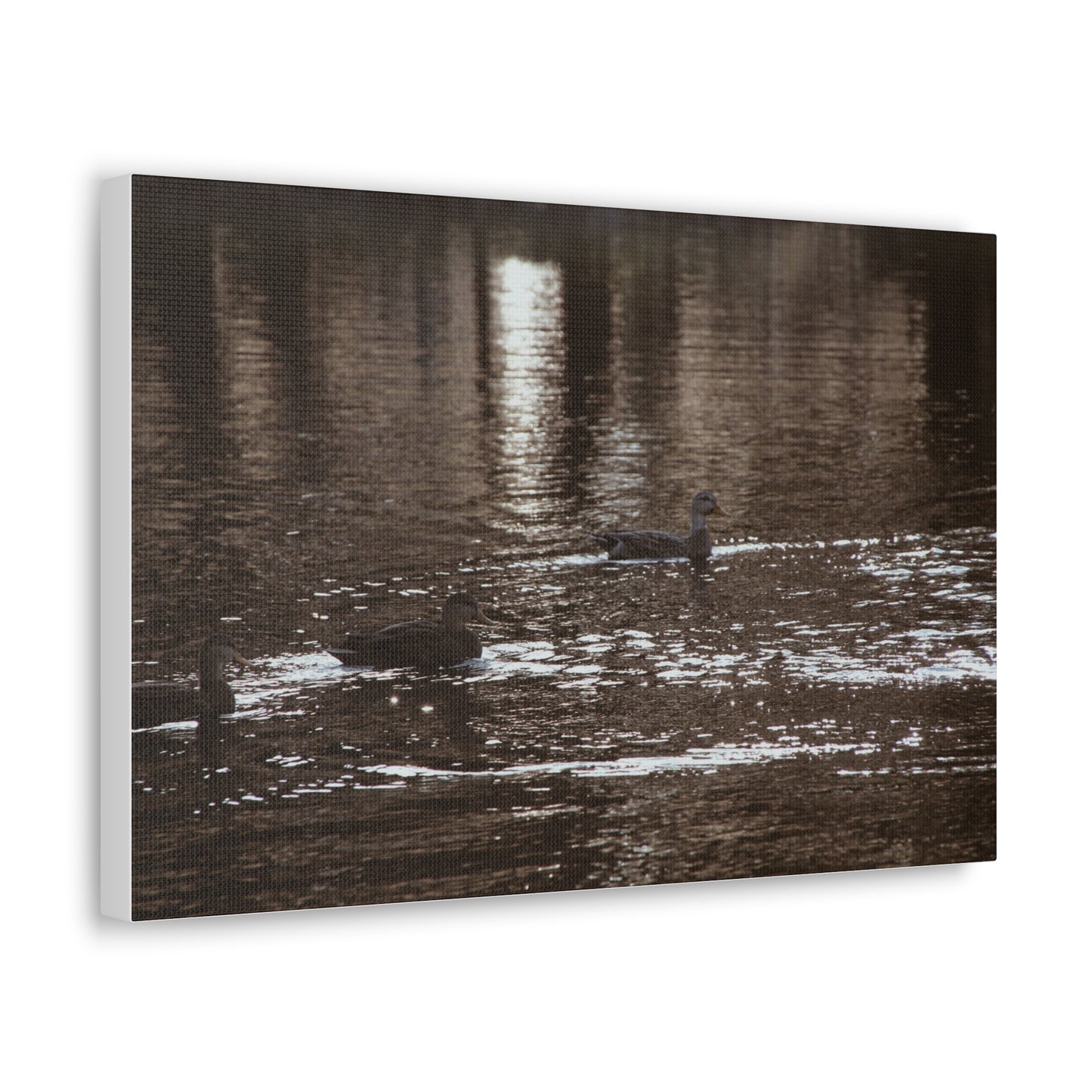 Ducks in a Pond - Canvas Gallery Wraps