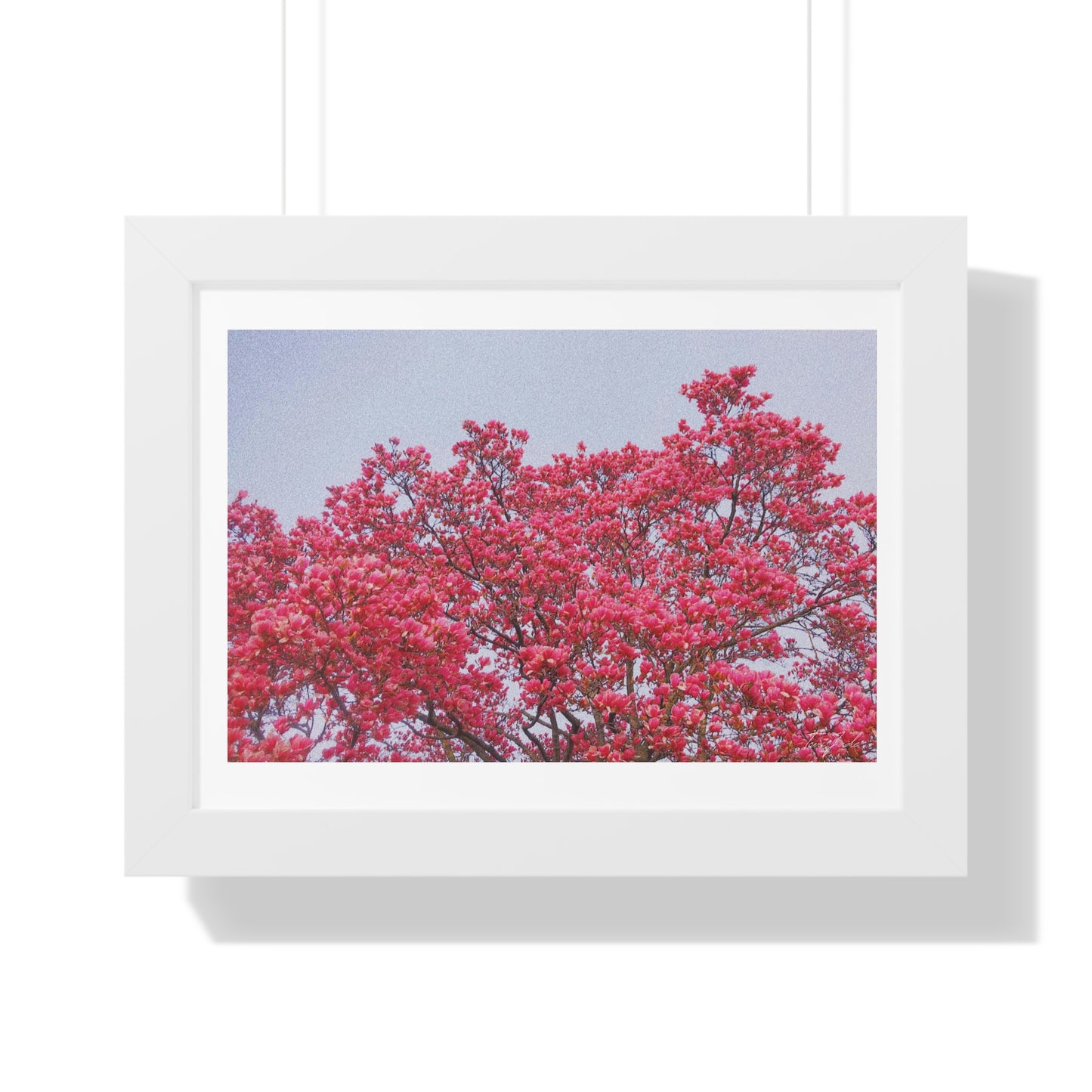 Blooming Pink - Framed Horizontal Poster