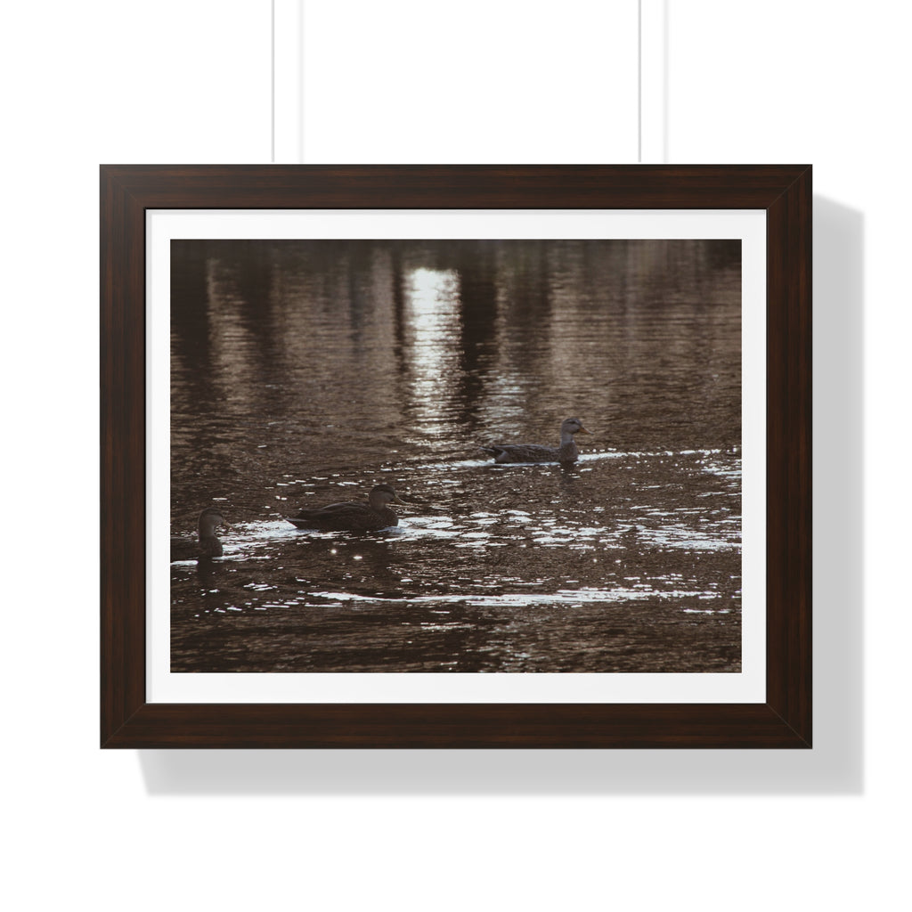 Ducks in a Pond - Framed Horizontal Poster