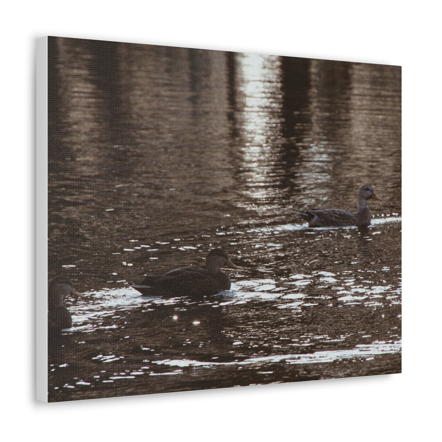 Ducks in a Pond - Canvas Gallery Wraps