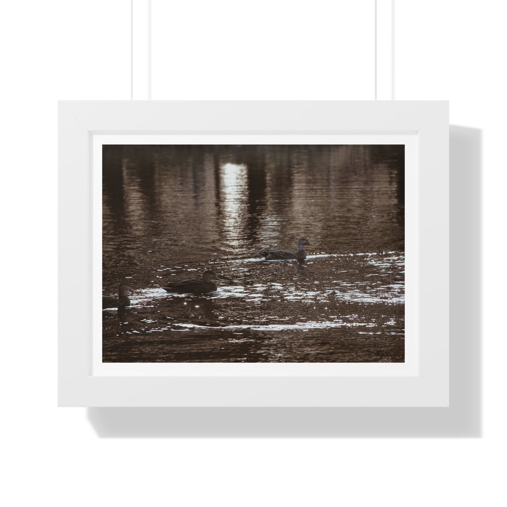 Ducks in a Pond - Framed Horizontal Poster
