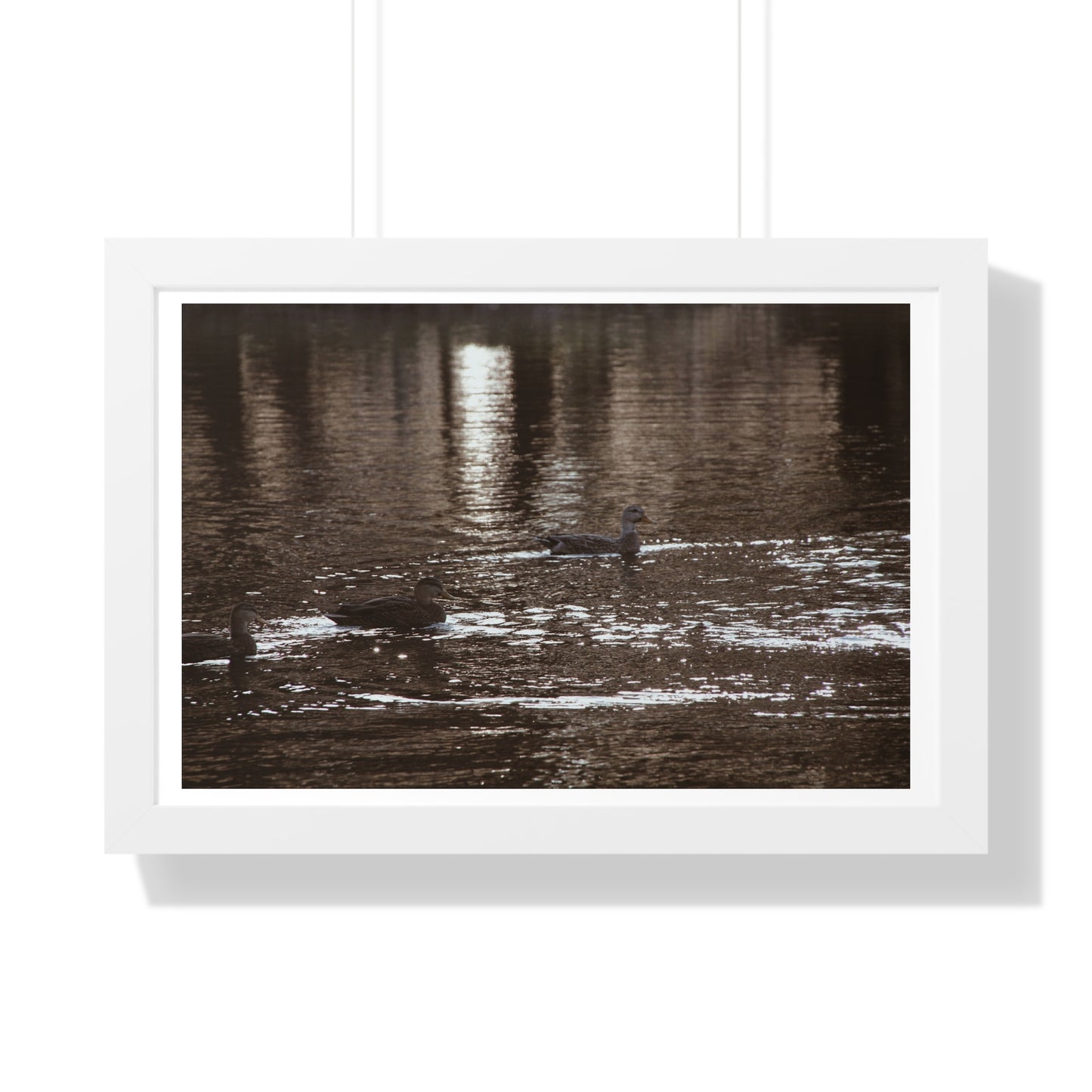 Ducks in a Pond - Framed Horizontal Poster