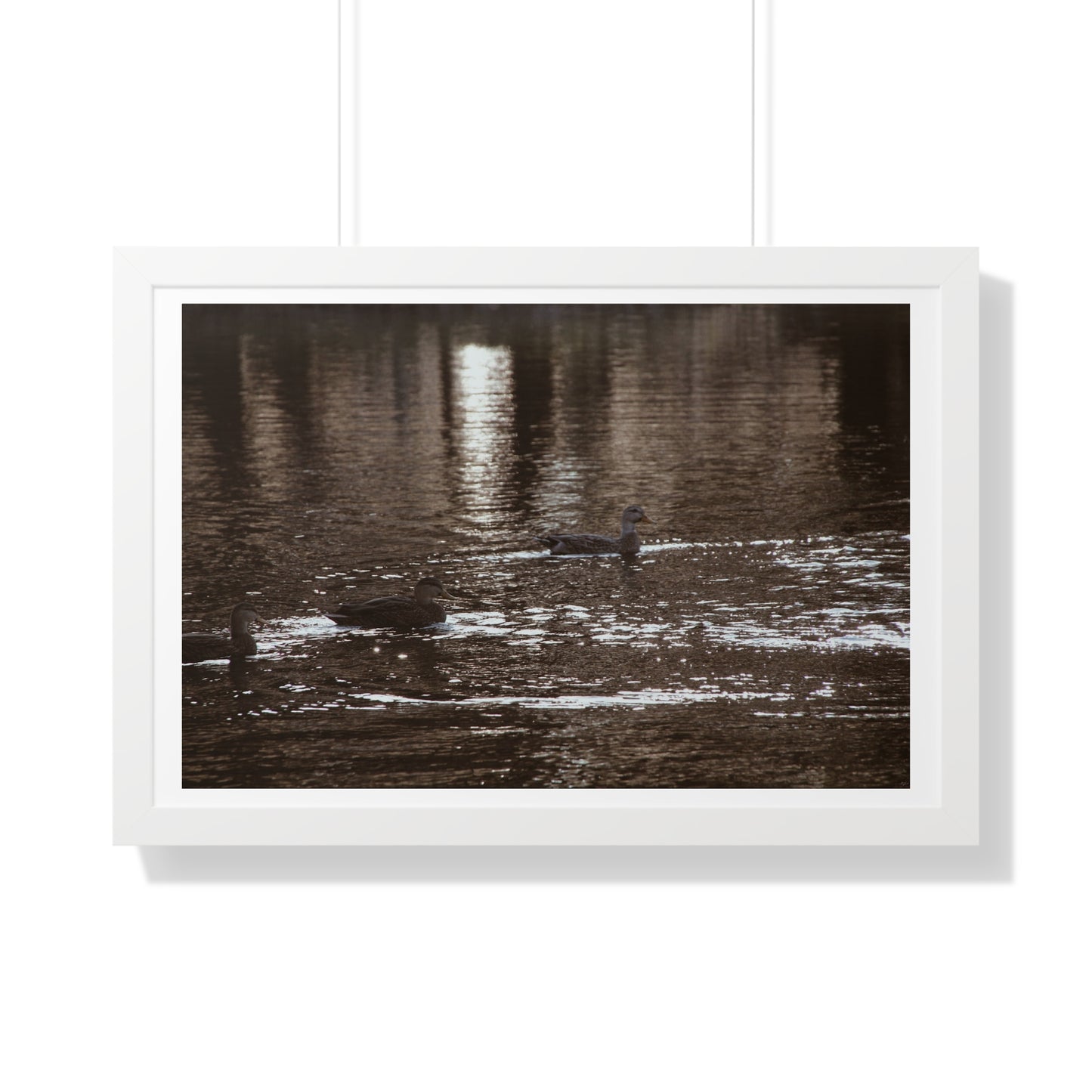 Ducks in a Pond - Framed Horizontal Poster