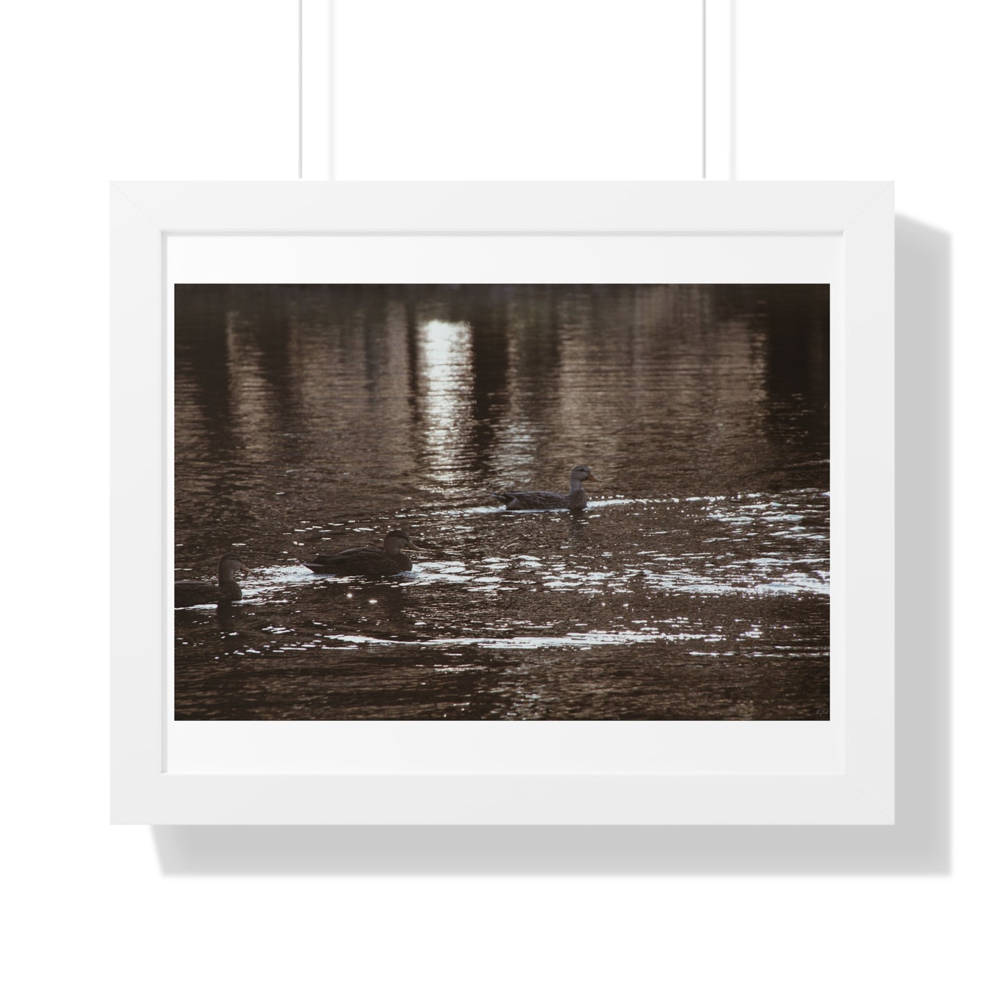 Ducks in a Pond - Framed Horizontal Poster