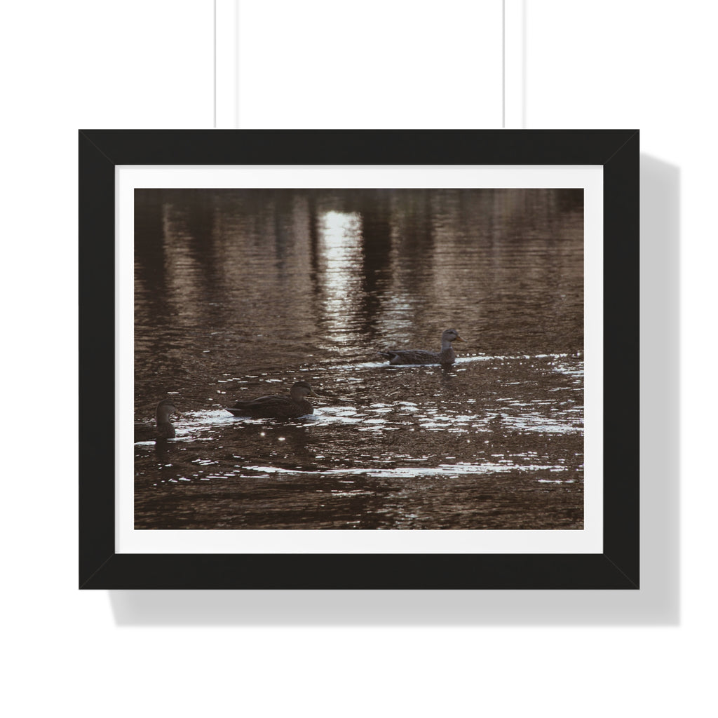 Ducks in a Pond - Framed Horizontal Poster