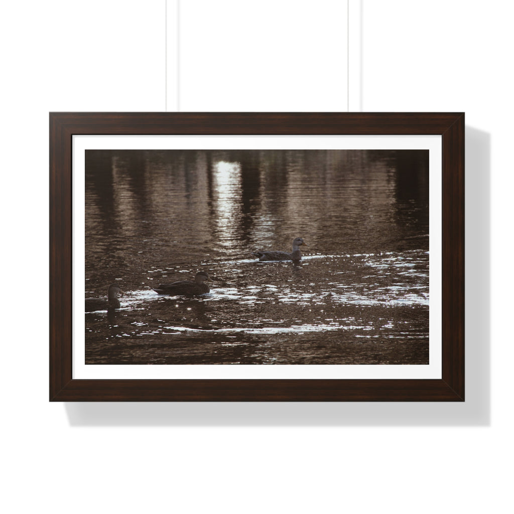 Ducks in a Pond - Framed Horizontal Poster