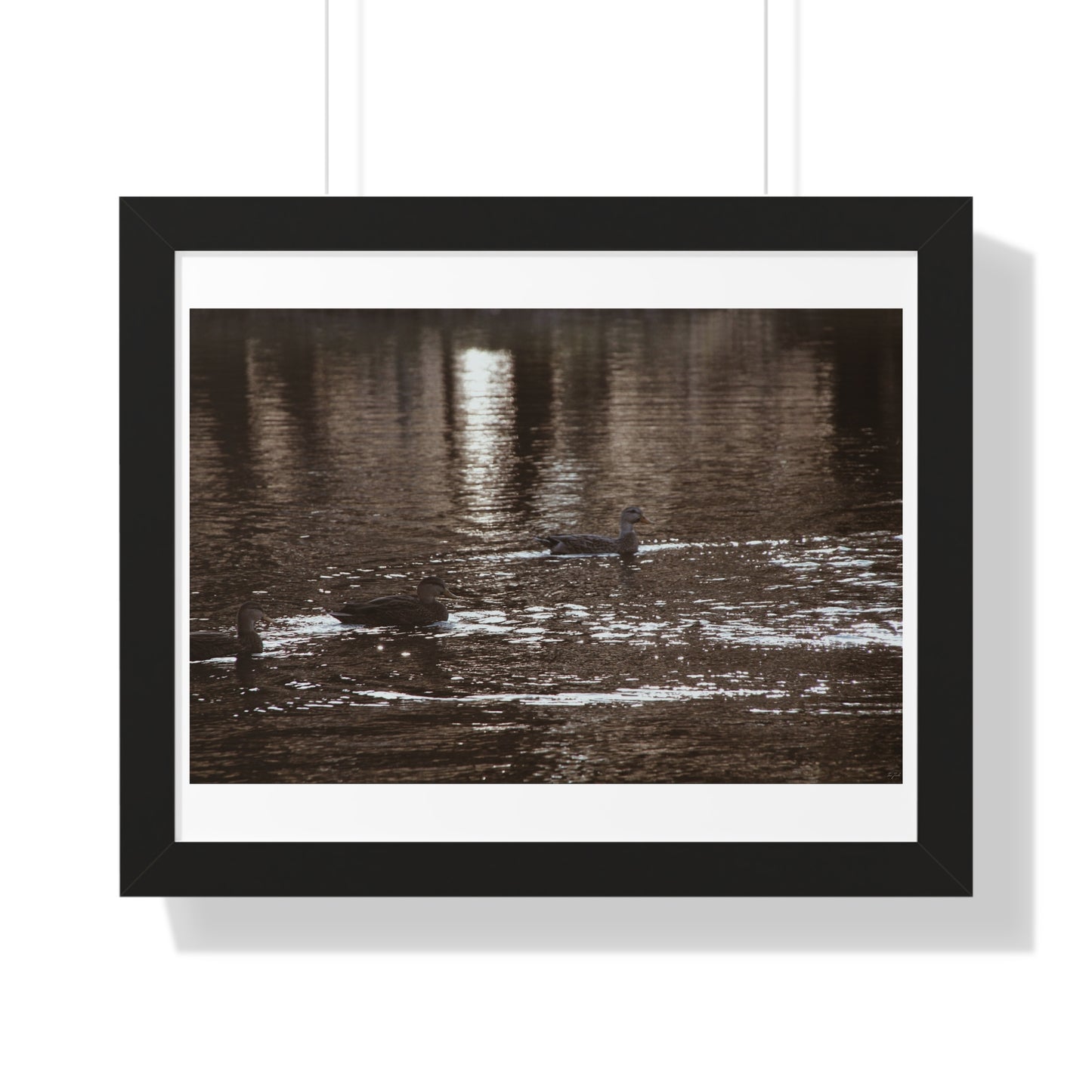 Ducks in a Pond - Framed Horizontal Poster