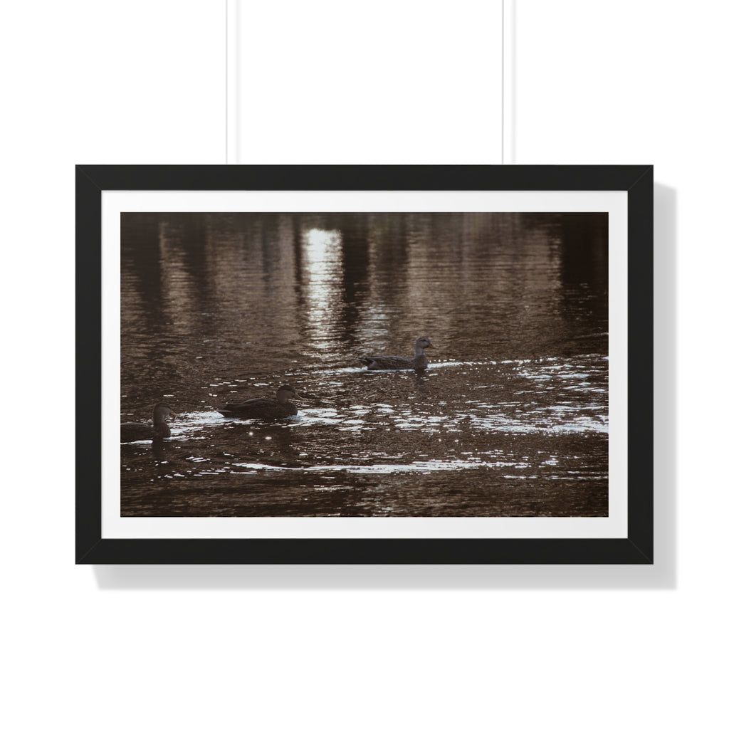 Ducks in a Pond - Framed Horizontal Poster