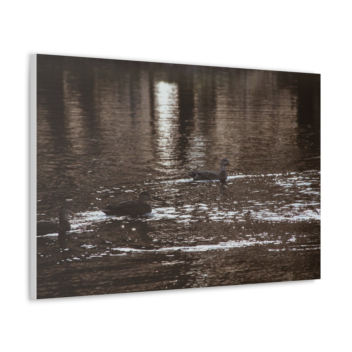 Ducks in a Pond - Canvas Gallery Wraps