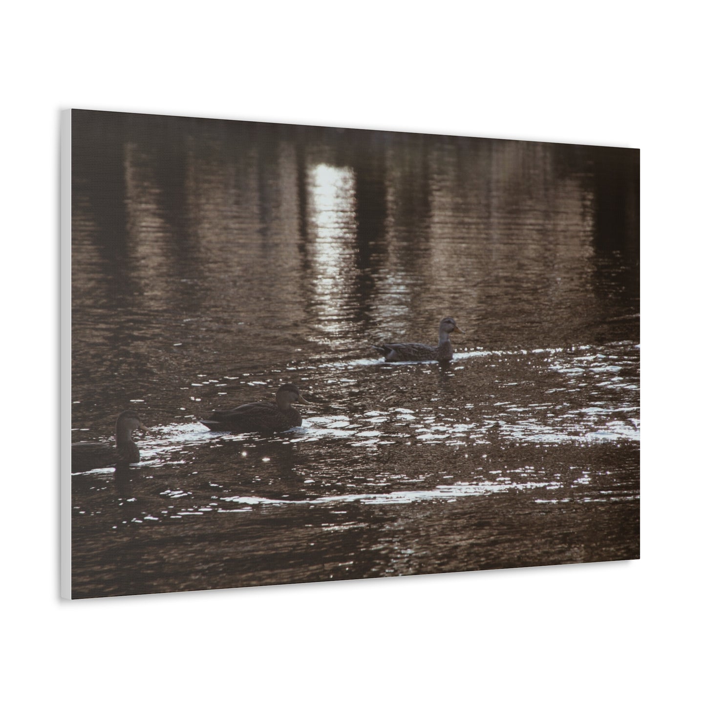 Ducks in a Pond - Canvas Gallery Wraps