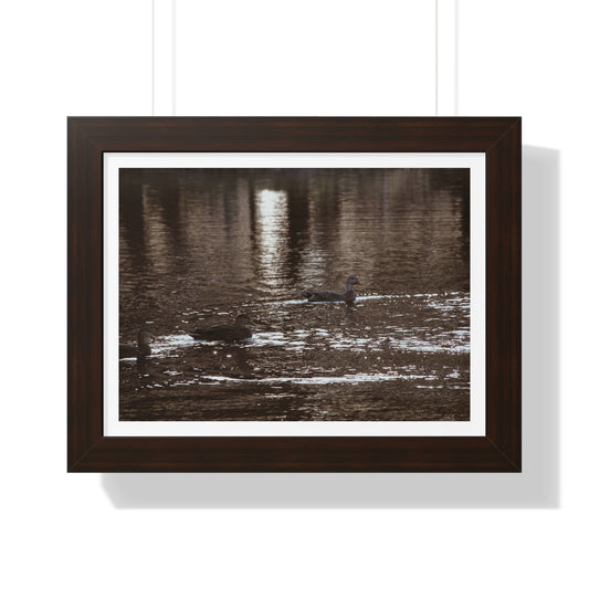 Ducks in a Pond - Framed Horizontal Poster