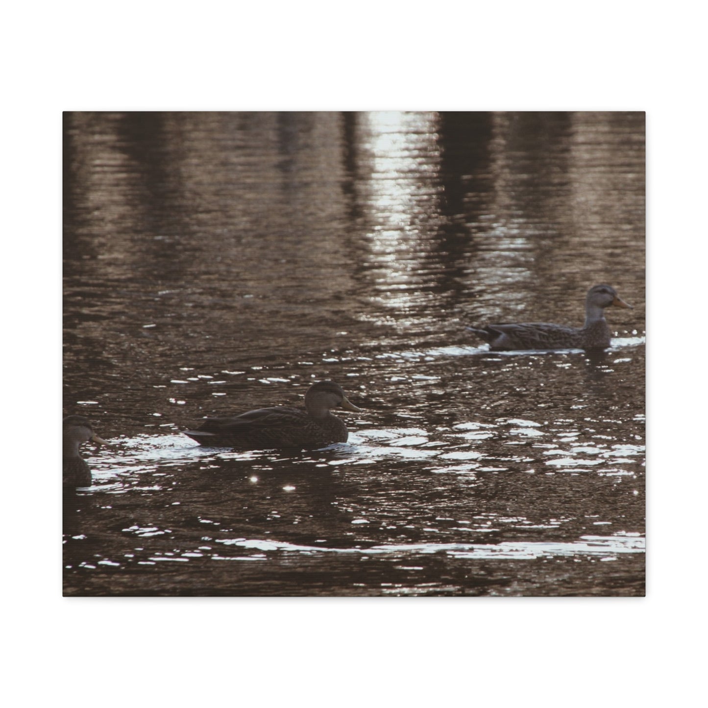 Ducks in a Pond - Canvas Gallery Wraps