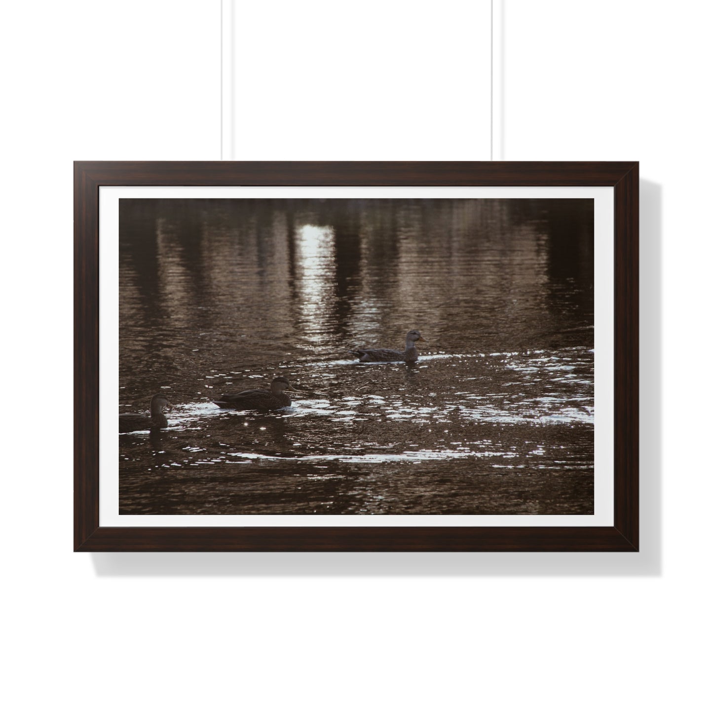 Ducks in a Pond - Framed Horizontal Poster