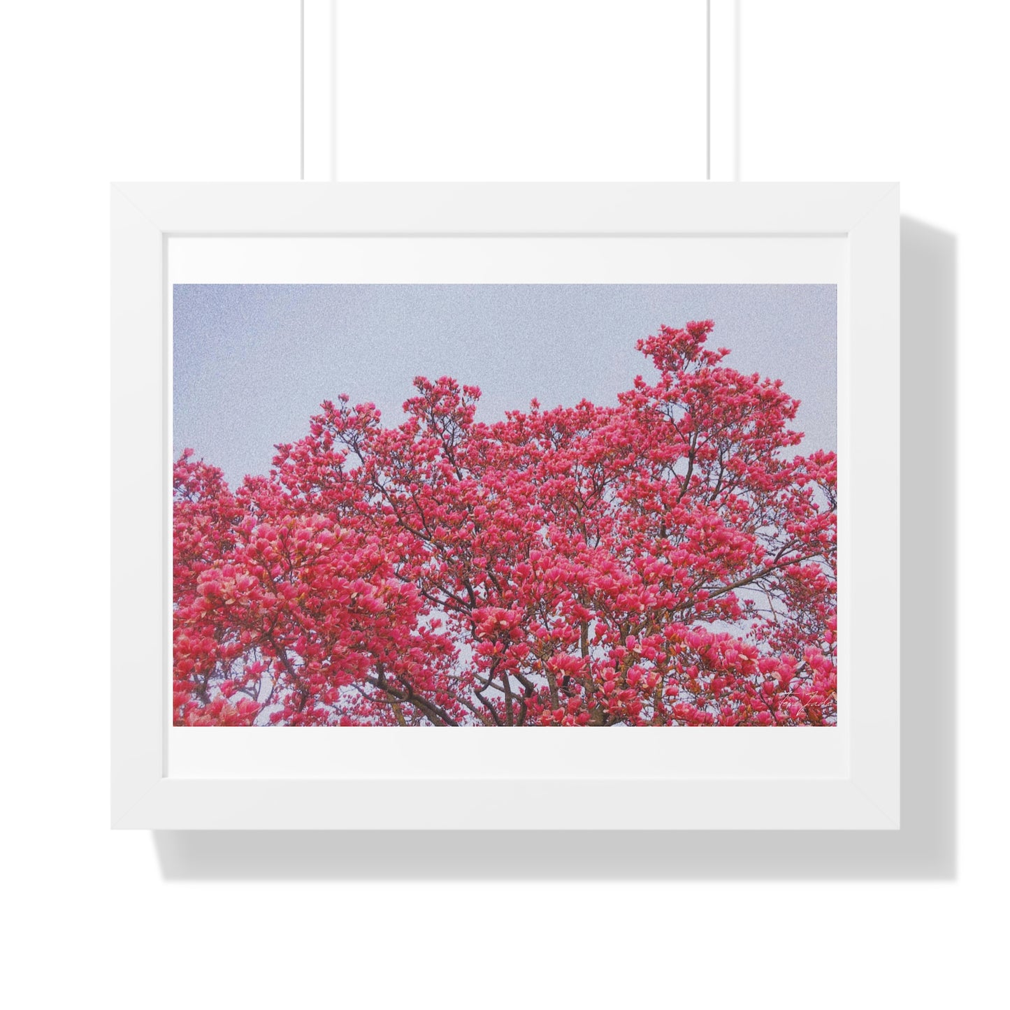 Blooming Pink - Framed Horizontal Poster