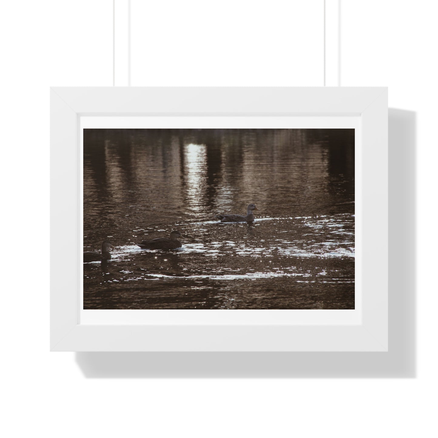 Ducks in a Pond - Framed Horizontal Poster