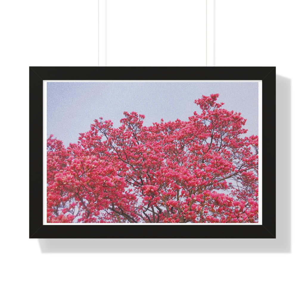 Blooming Pink - Framed Horizontal Poster